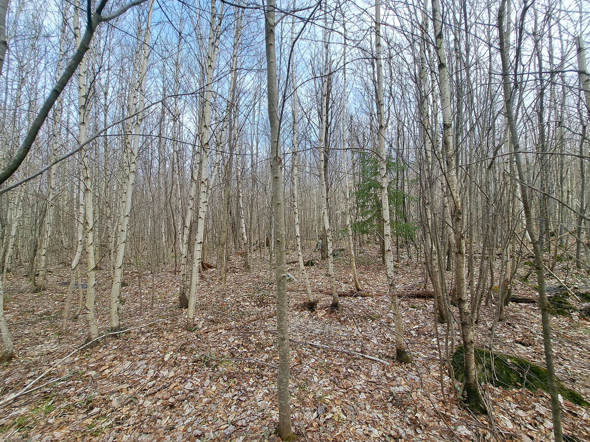 Listing Image 52