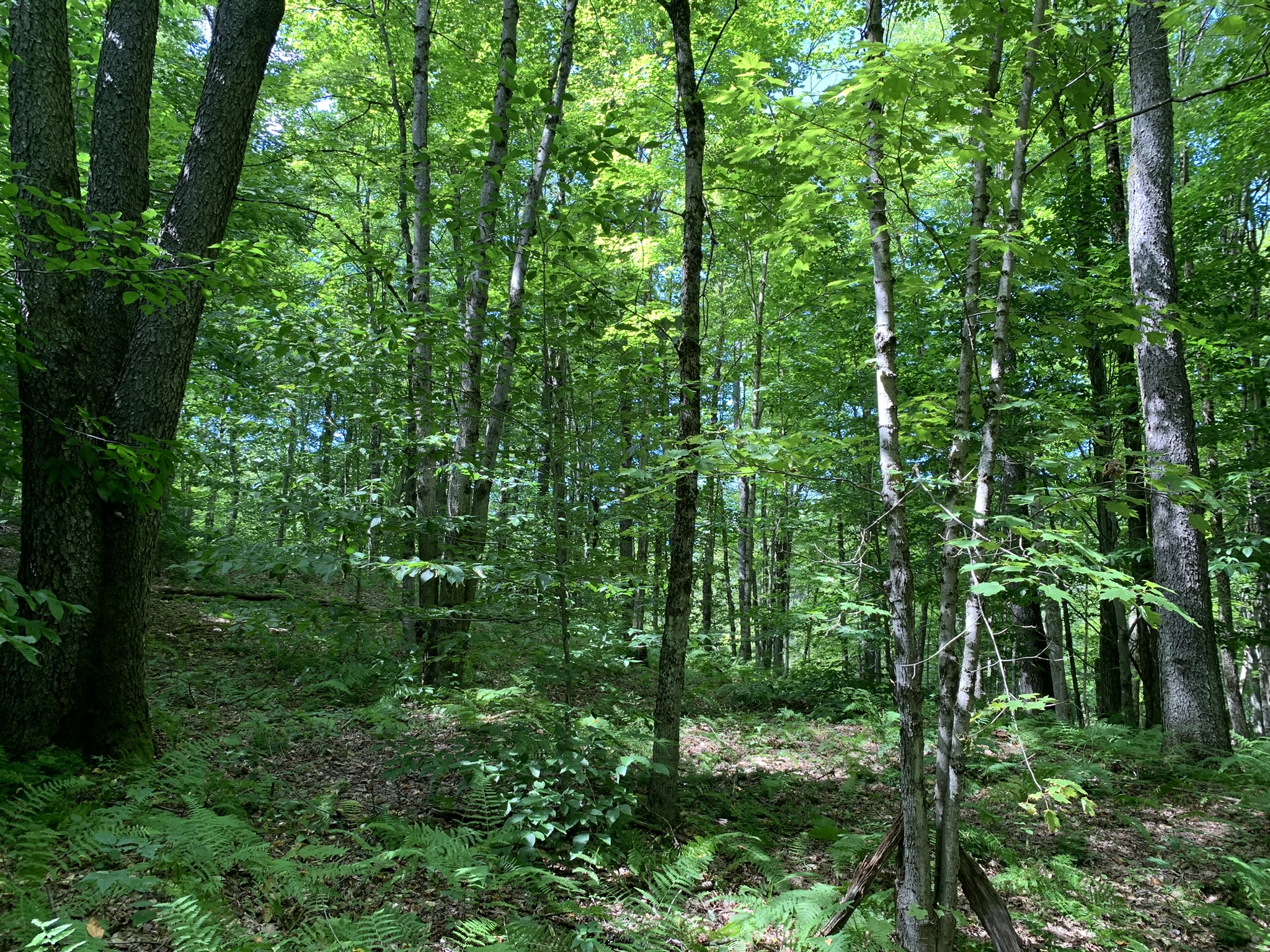 Lyman Brook Forest