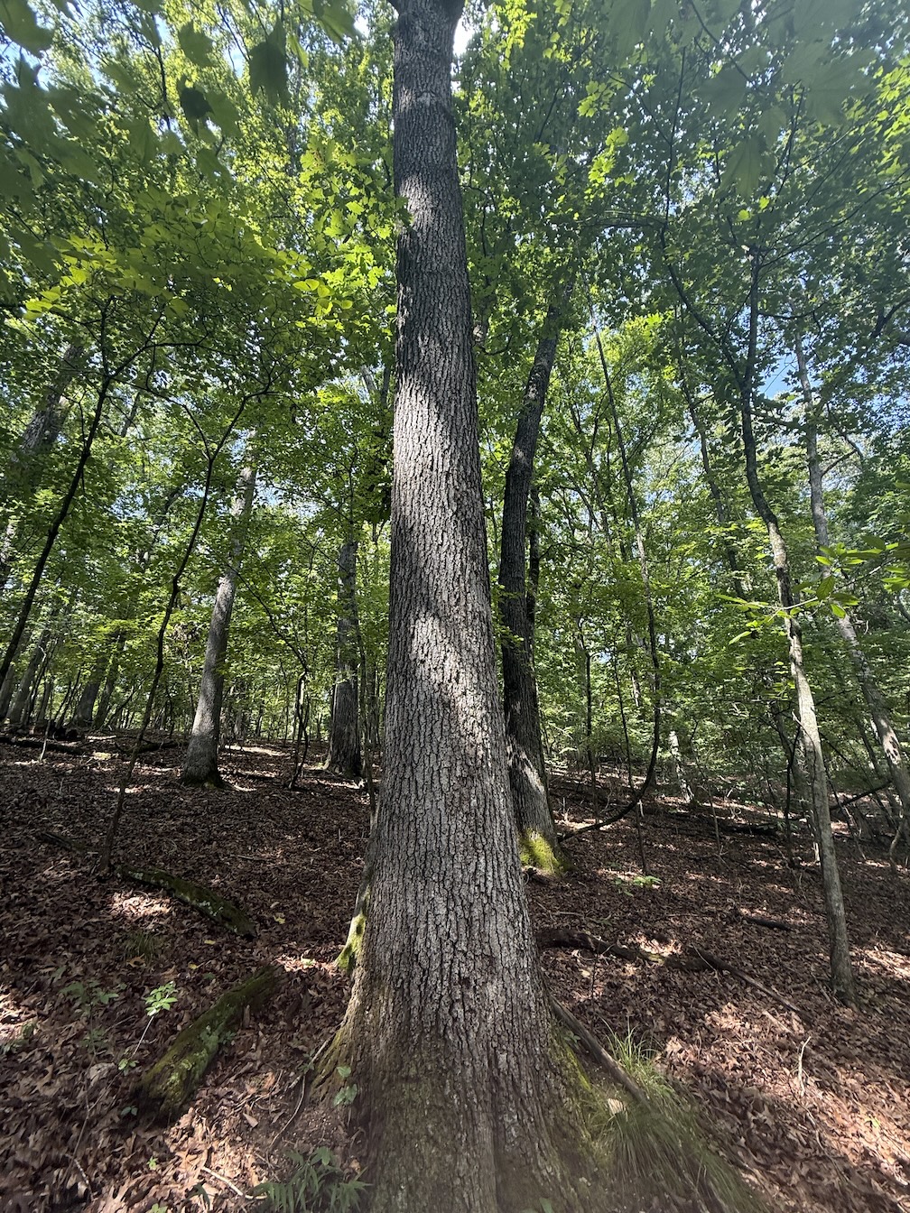 The Hidden Fairway Lot