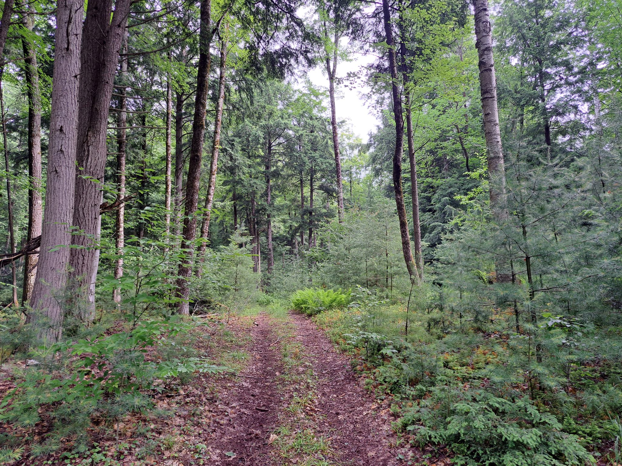 Hudson River Woods & Water