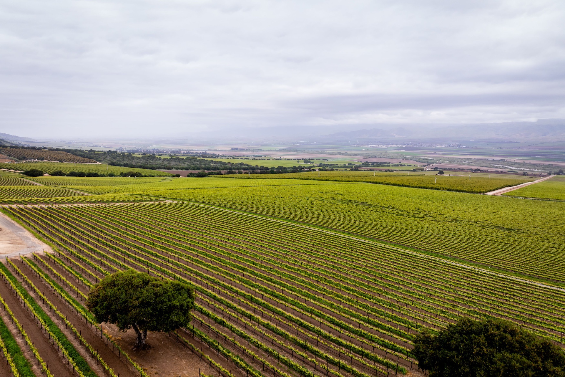 Boekenoogen Santa Lucia Highlands Vineyard