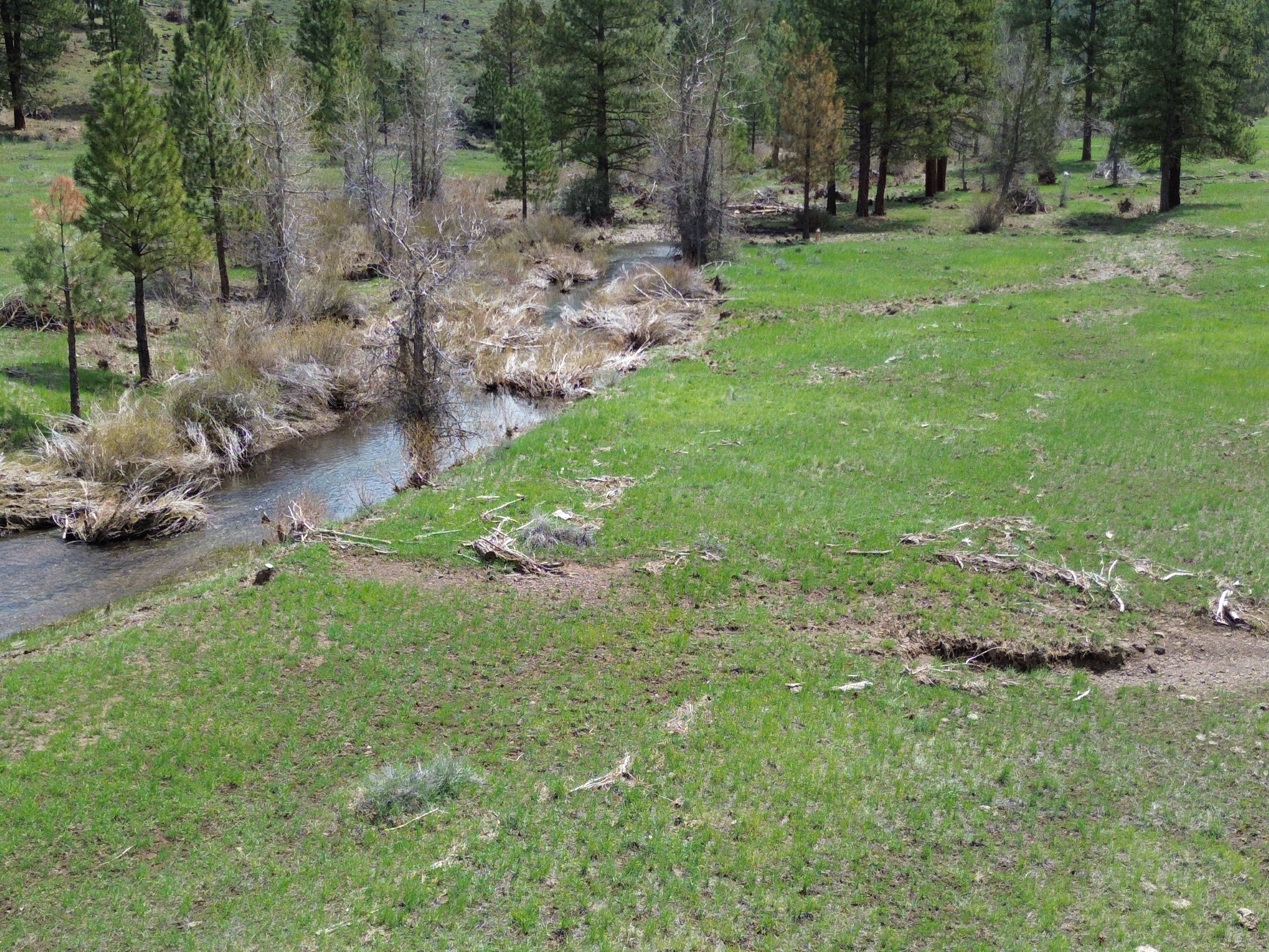 Johnson Creek Meadow