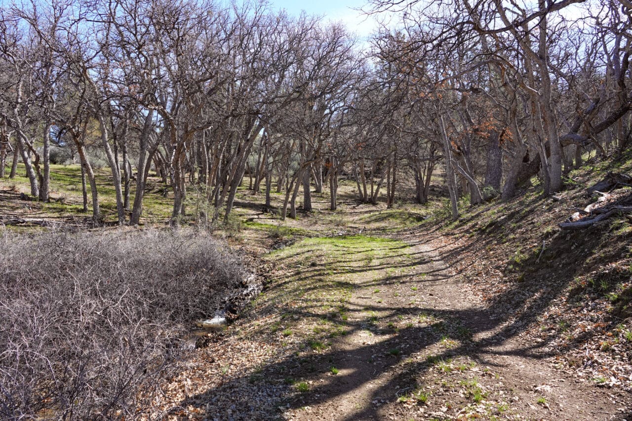 Blacktail Hills Retreat