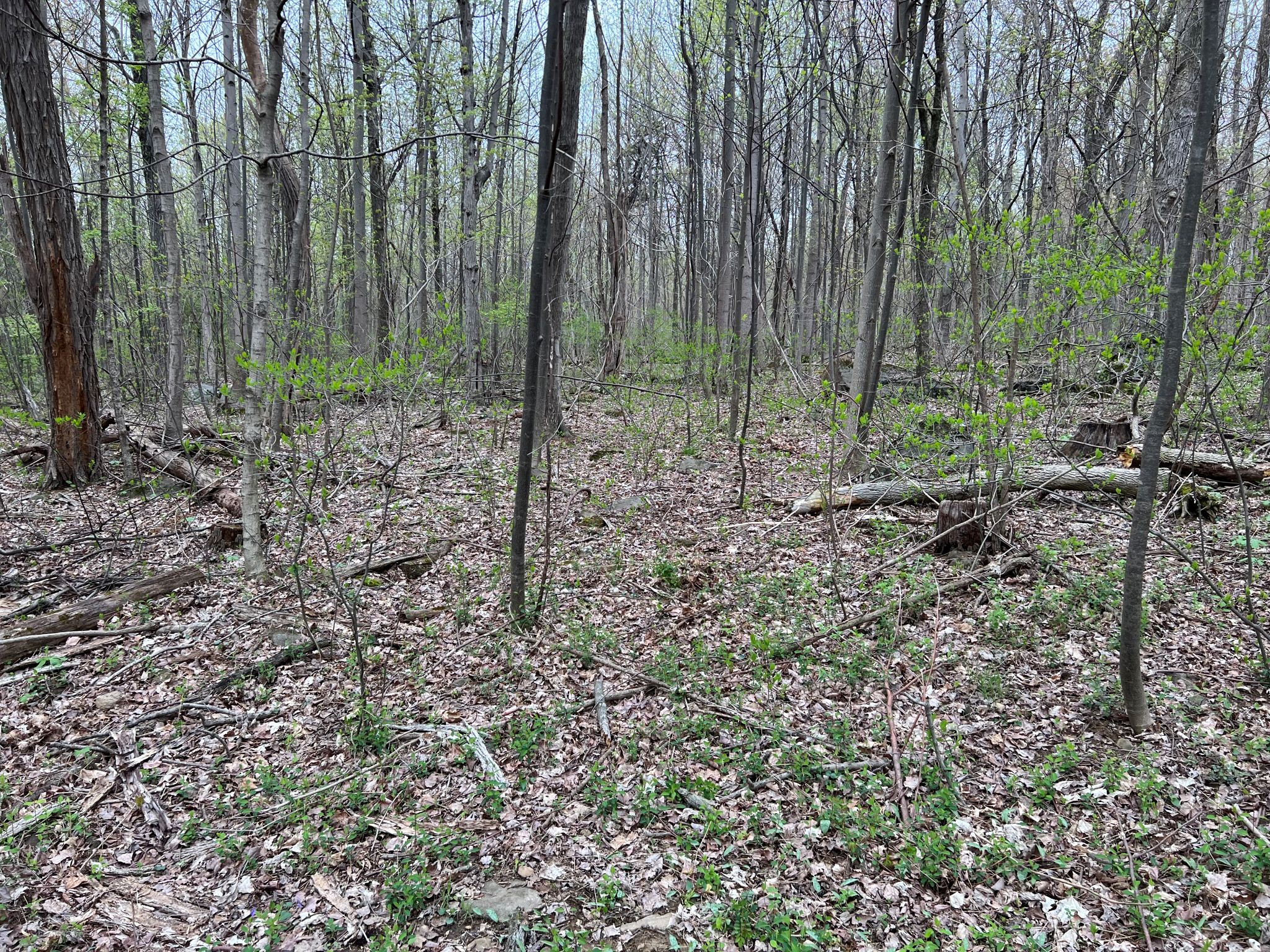 Etown Woodlands