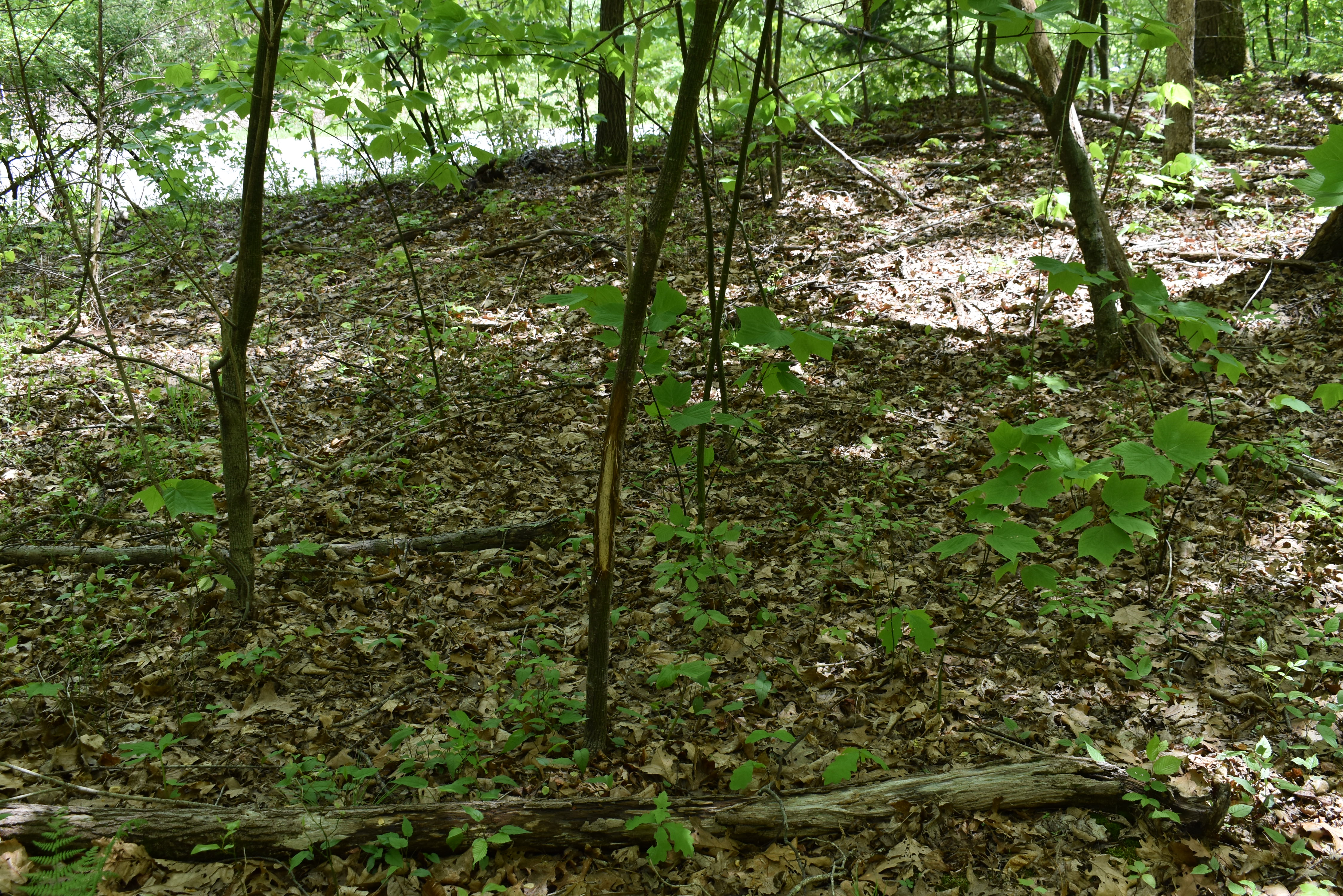 Grugan Hollow