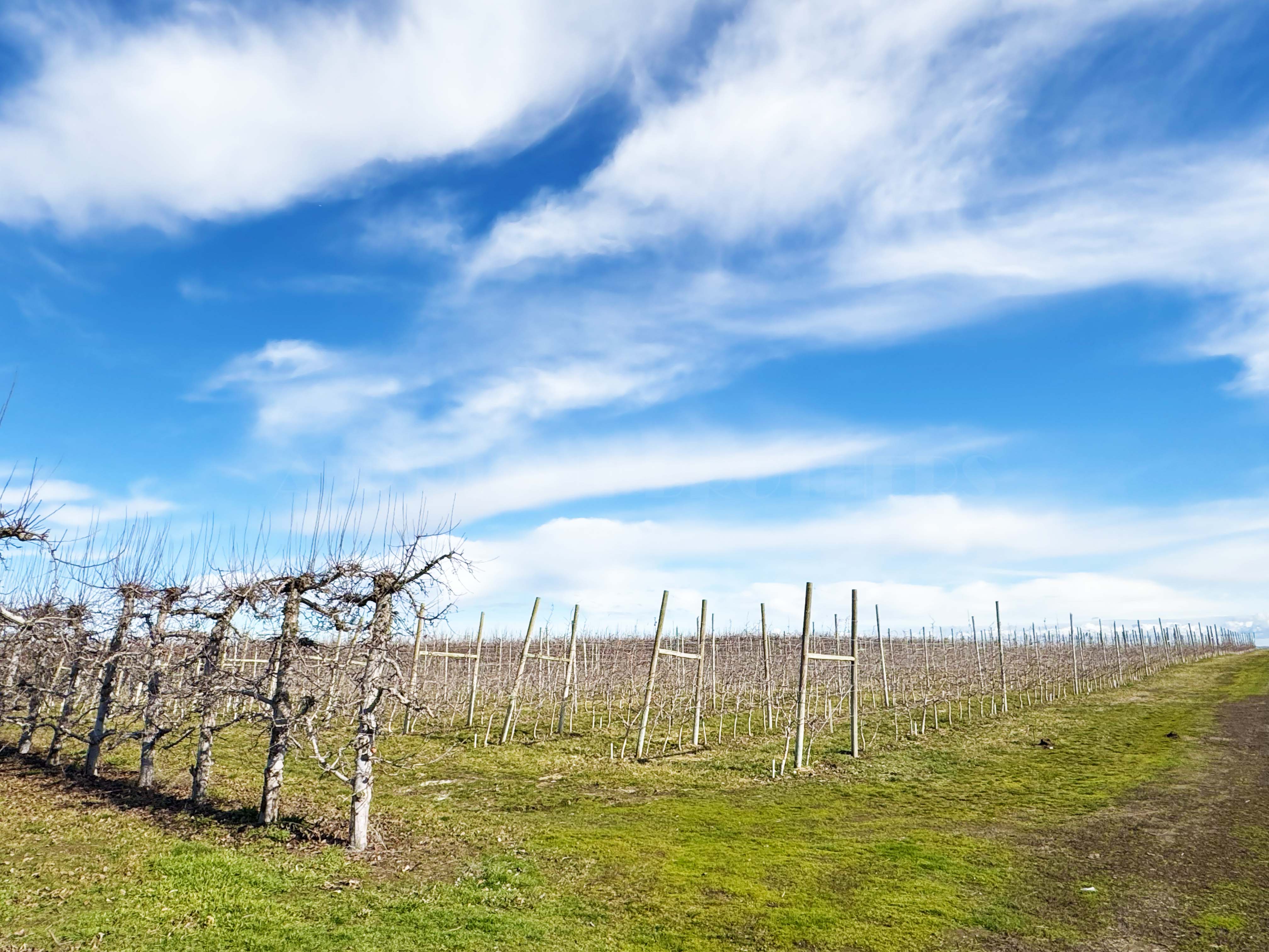 Best Price in County for Productive Orchard