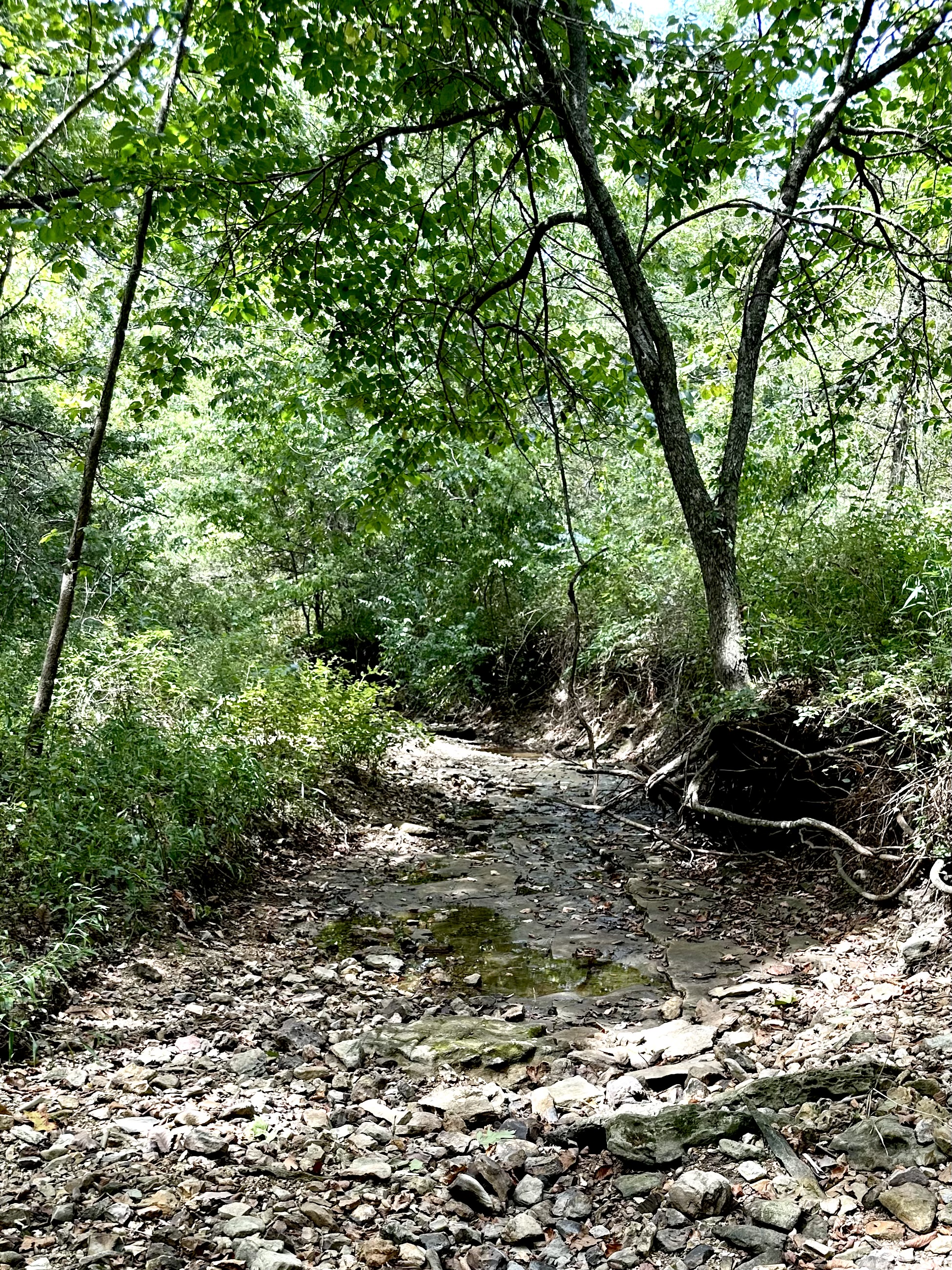 Hickory Hill Hollow