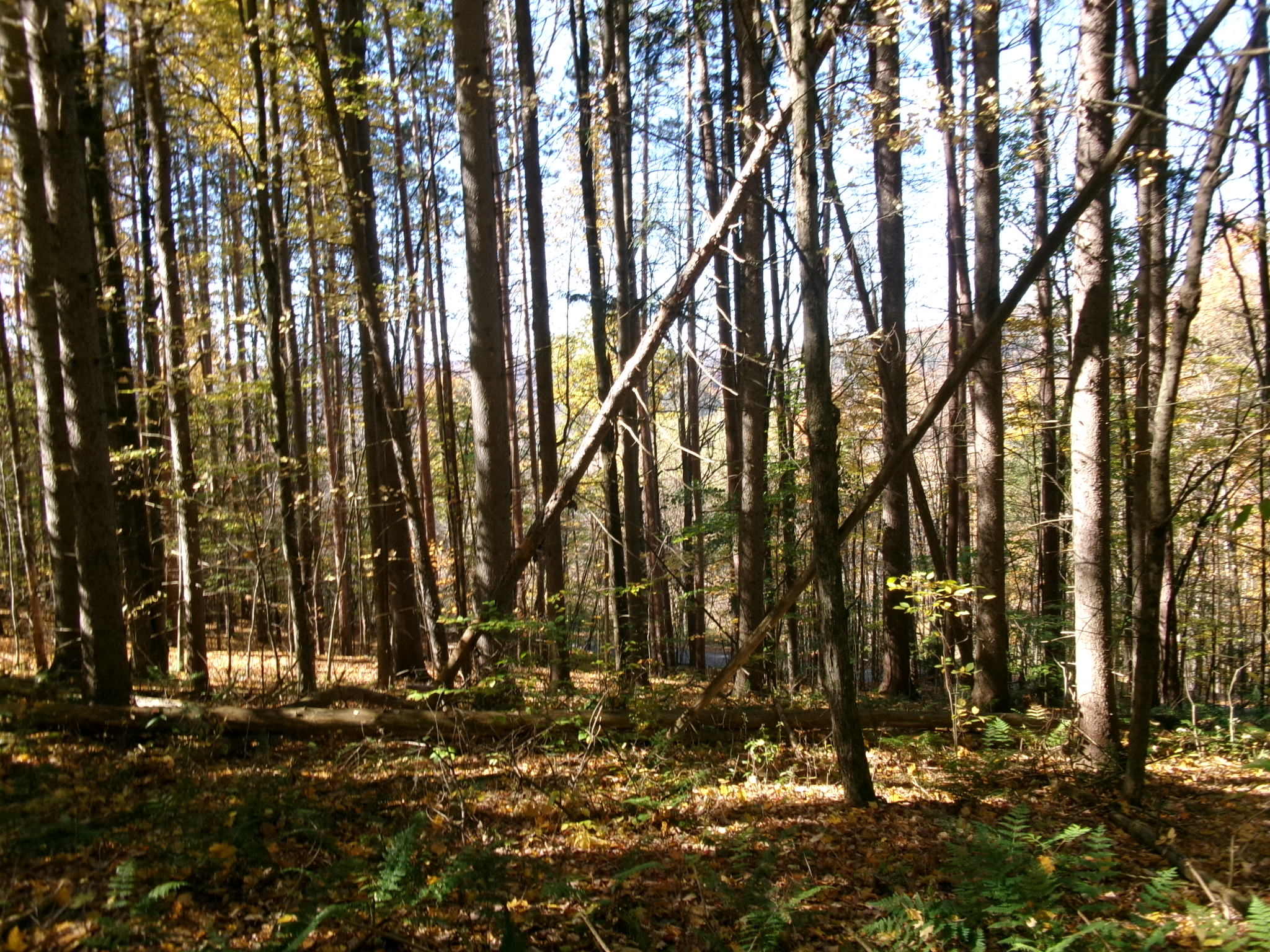 Listing Image 45