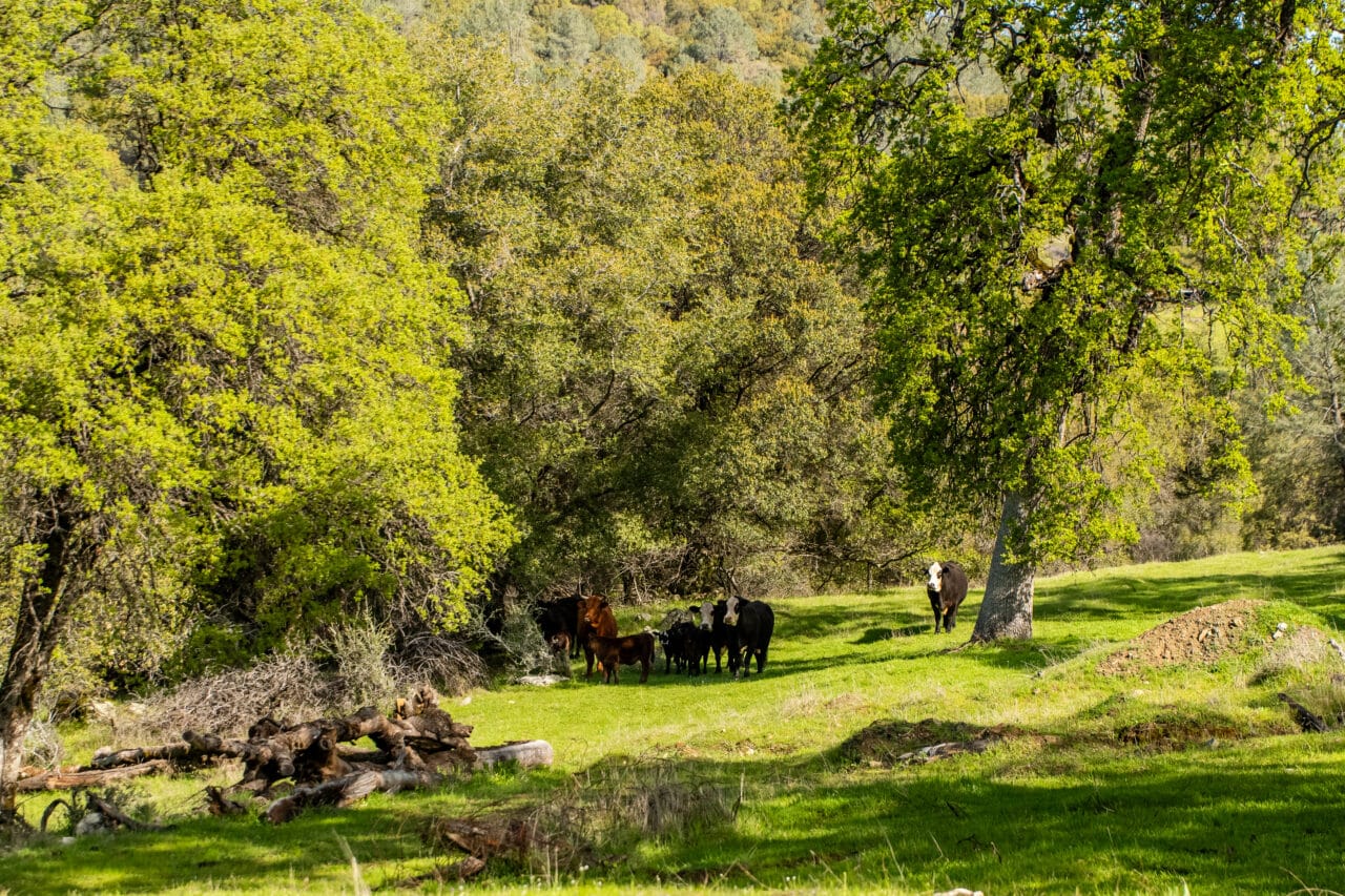 Hyatt Ranch
