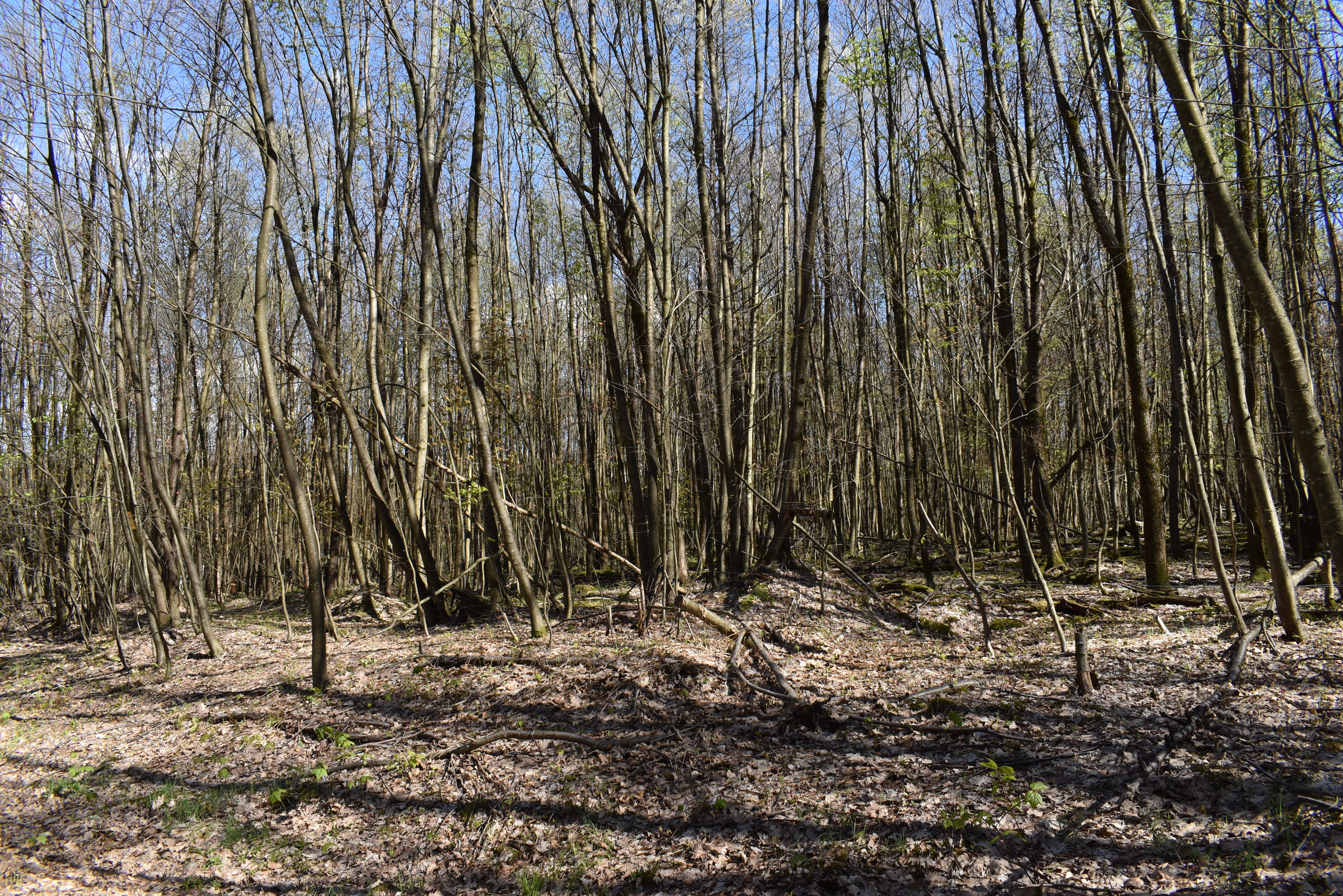 Listing Image 5