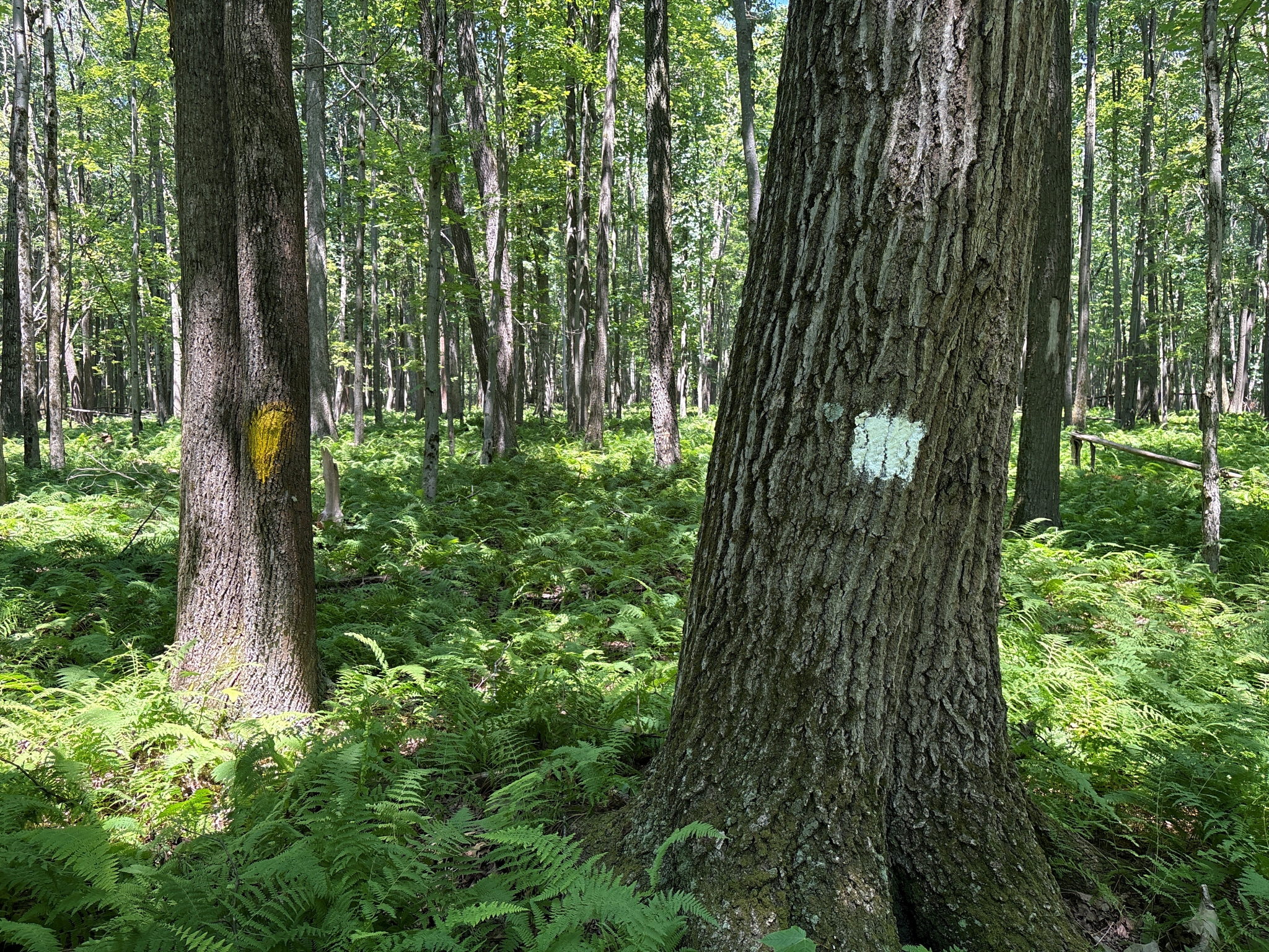 Listing Image 42