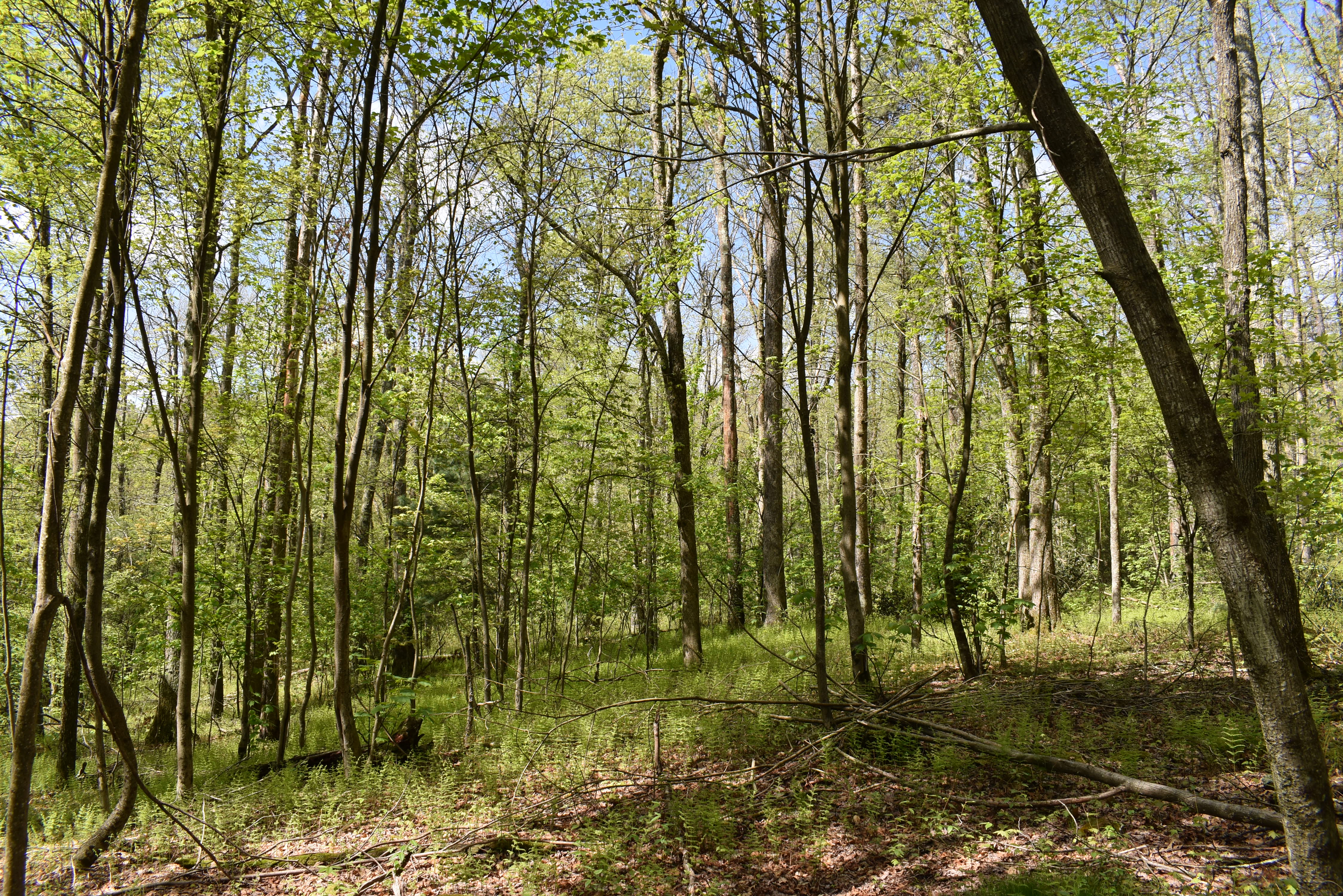 Grugan Hollow