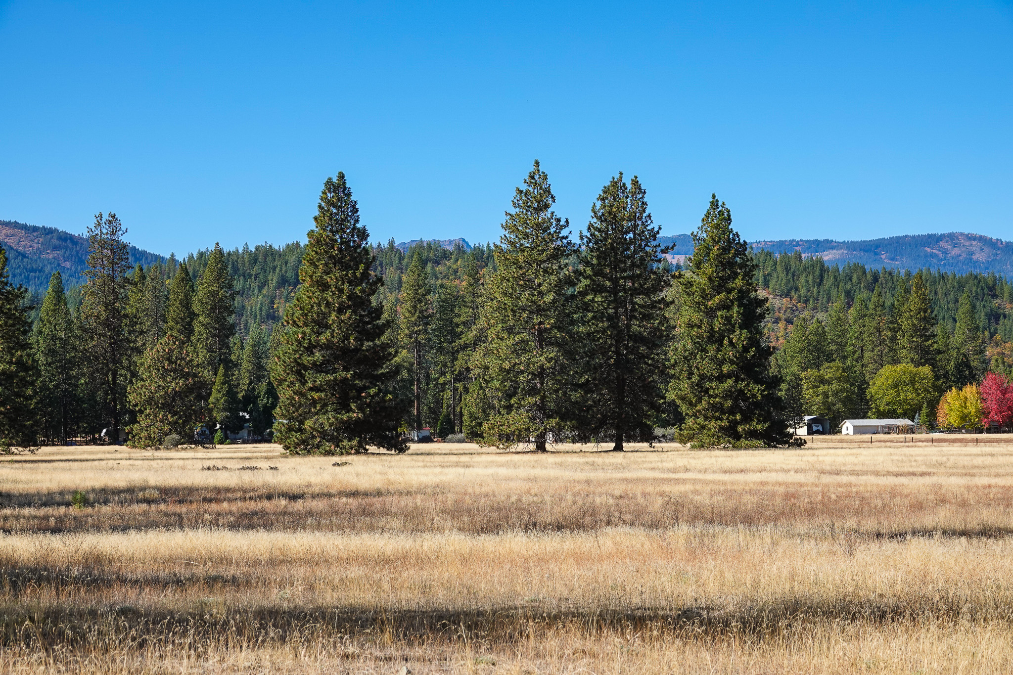 Mountain View Meadow
