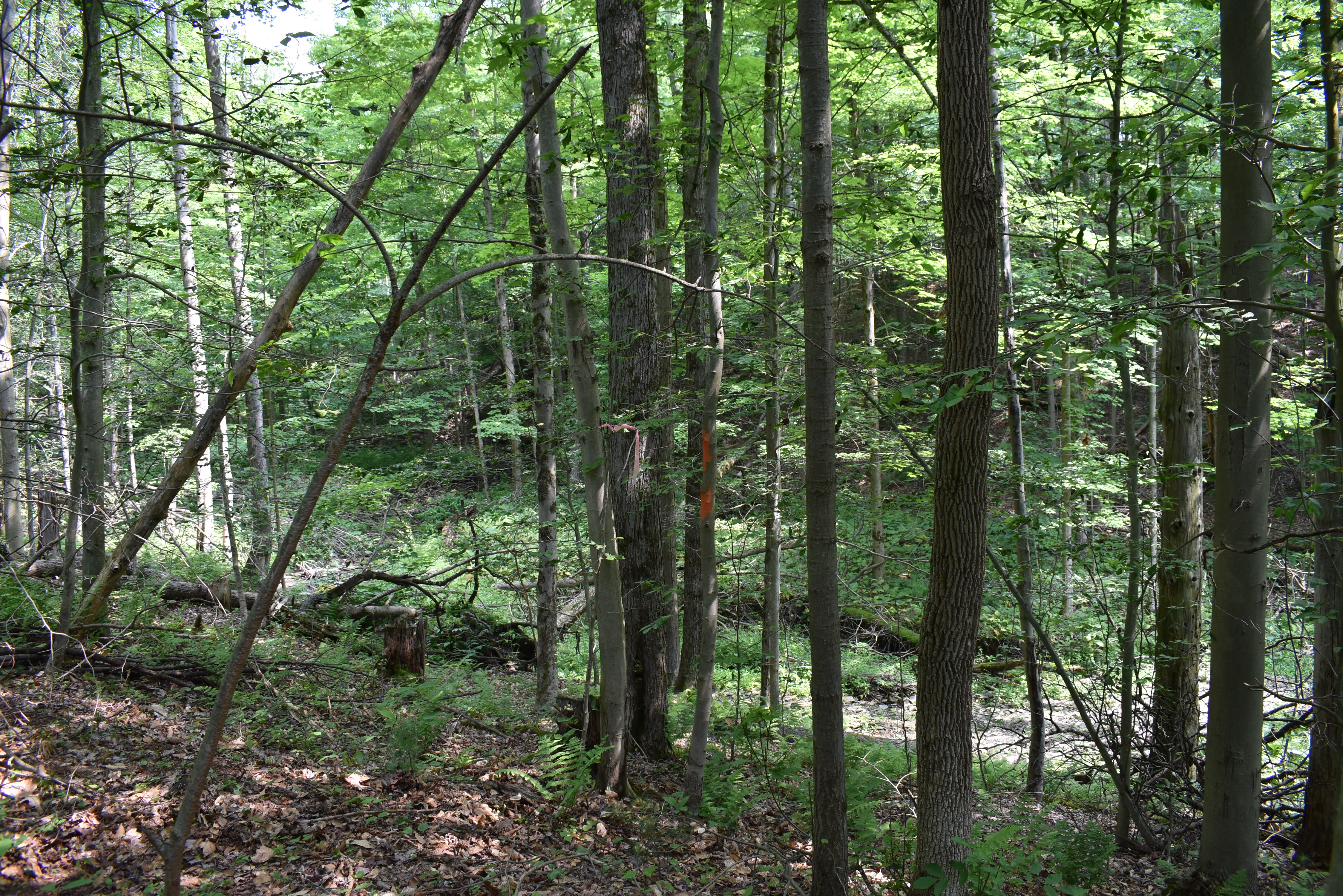 Listing Image 66