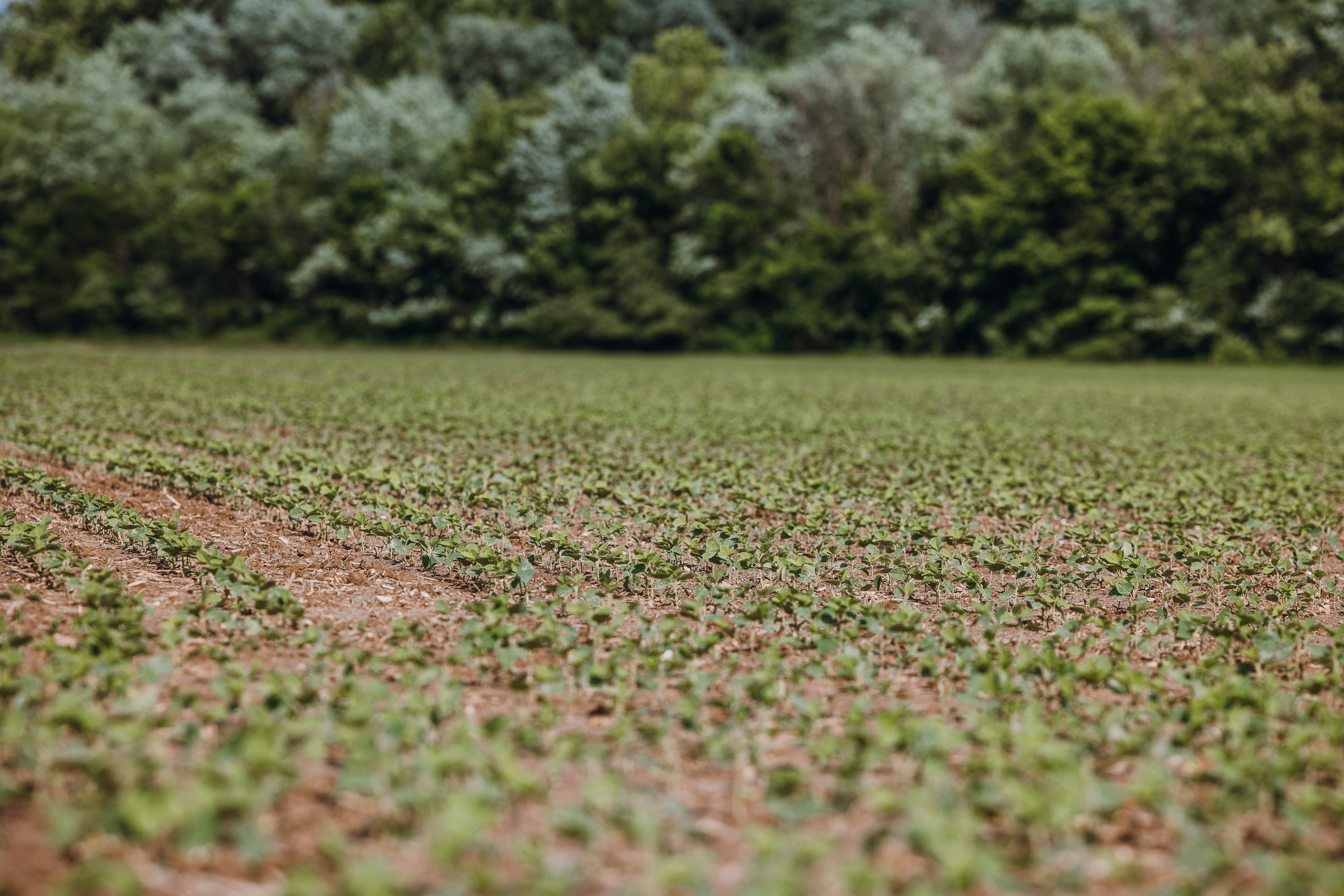 Union Runway Tract D