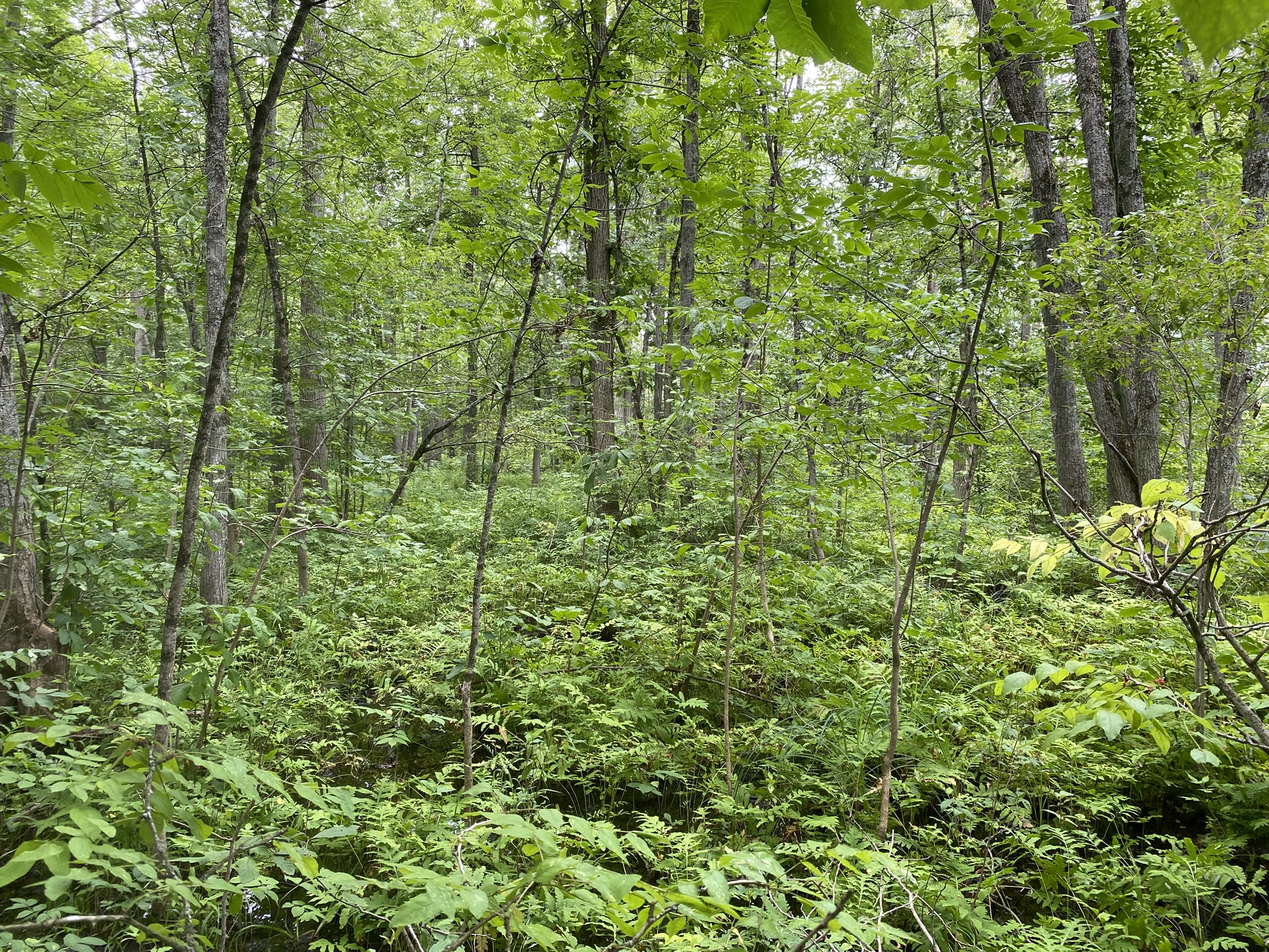 Listing Image 16