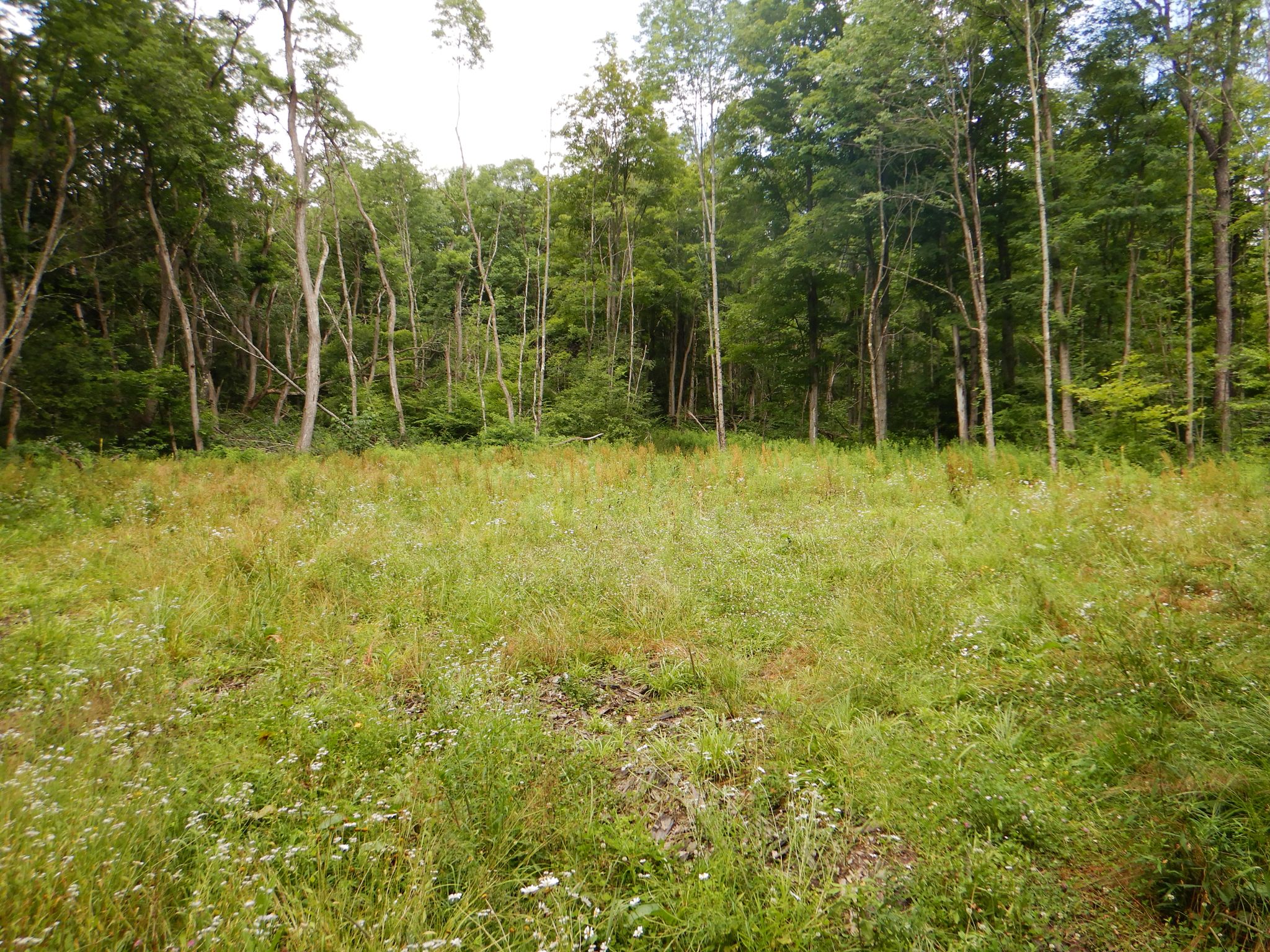 Chaffee Creek