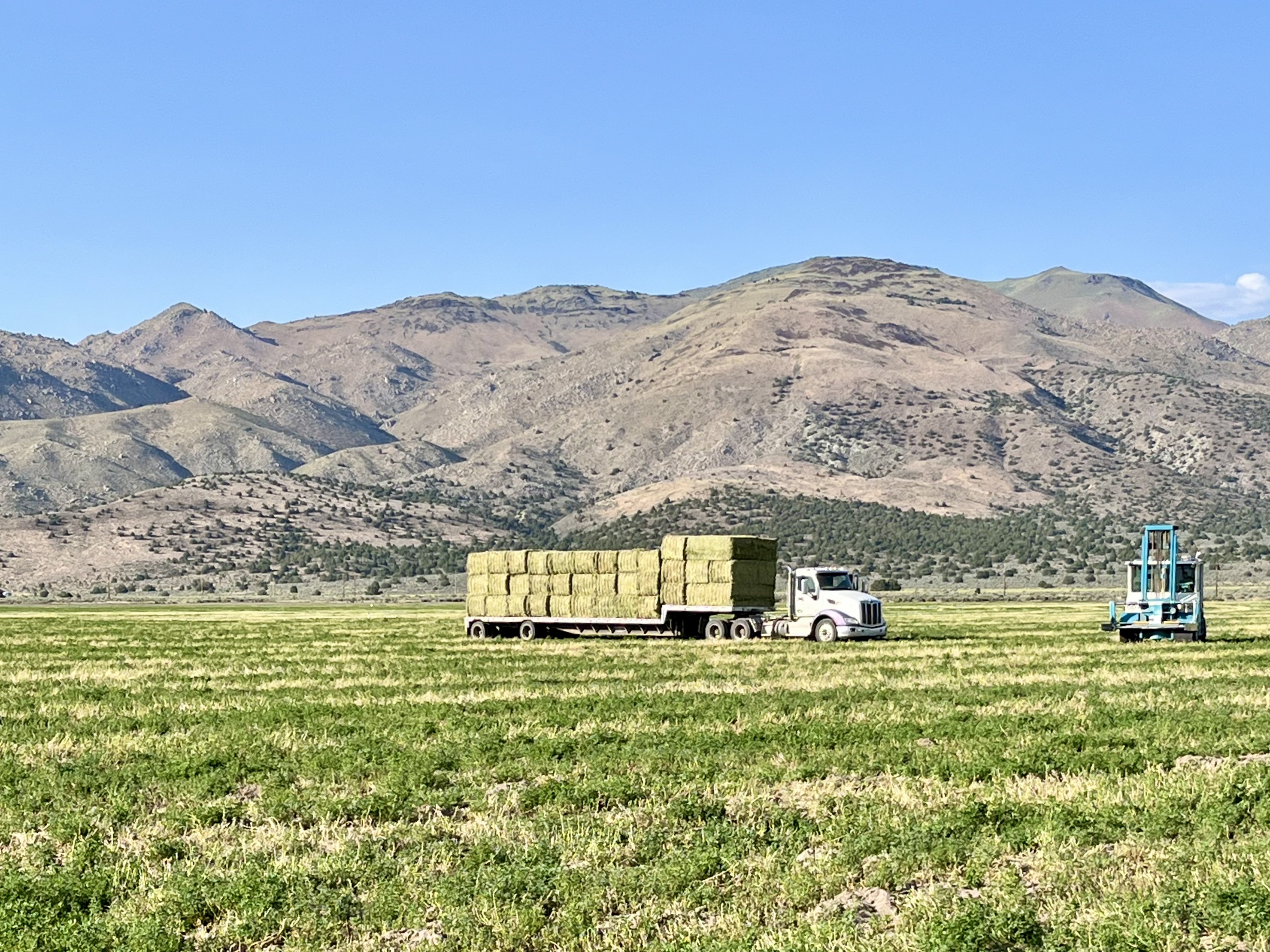 Constantia Ranch