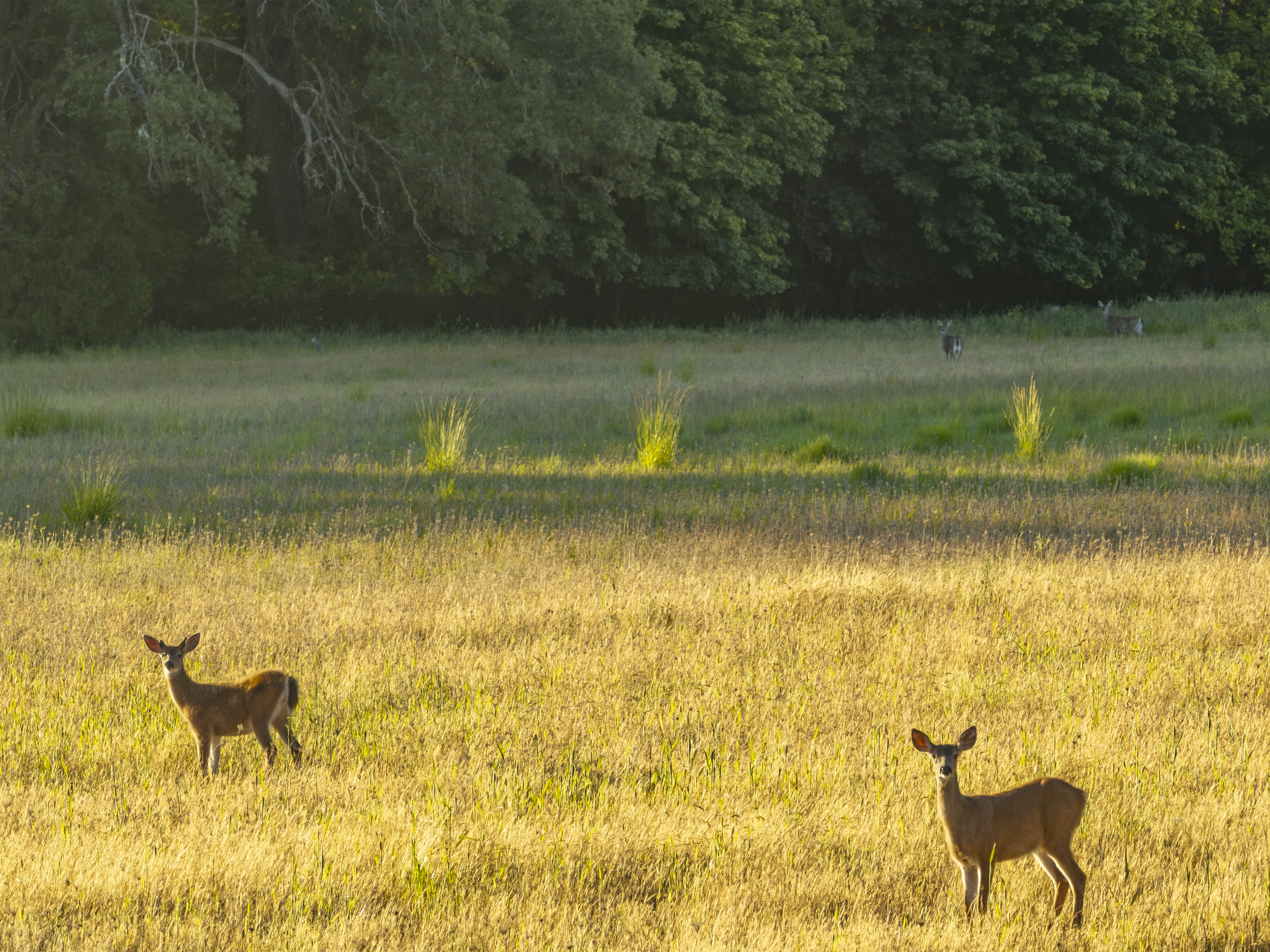 701 Messinger Road - Benton Family Ranch - 112 Acres along Williams Creek