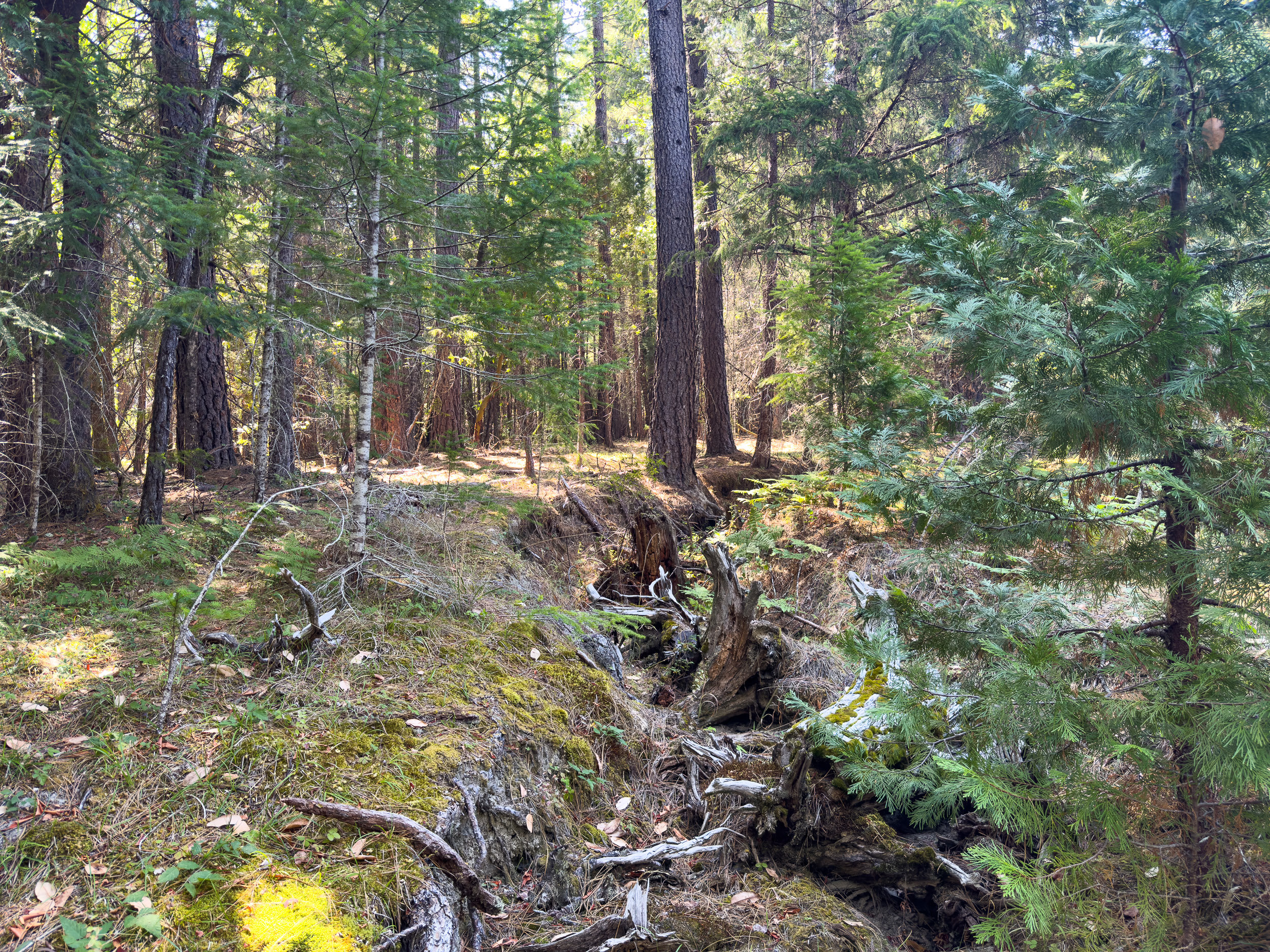 Pleasant Creek Road TL301