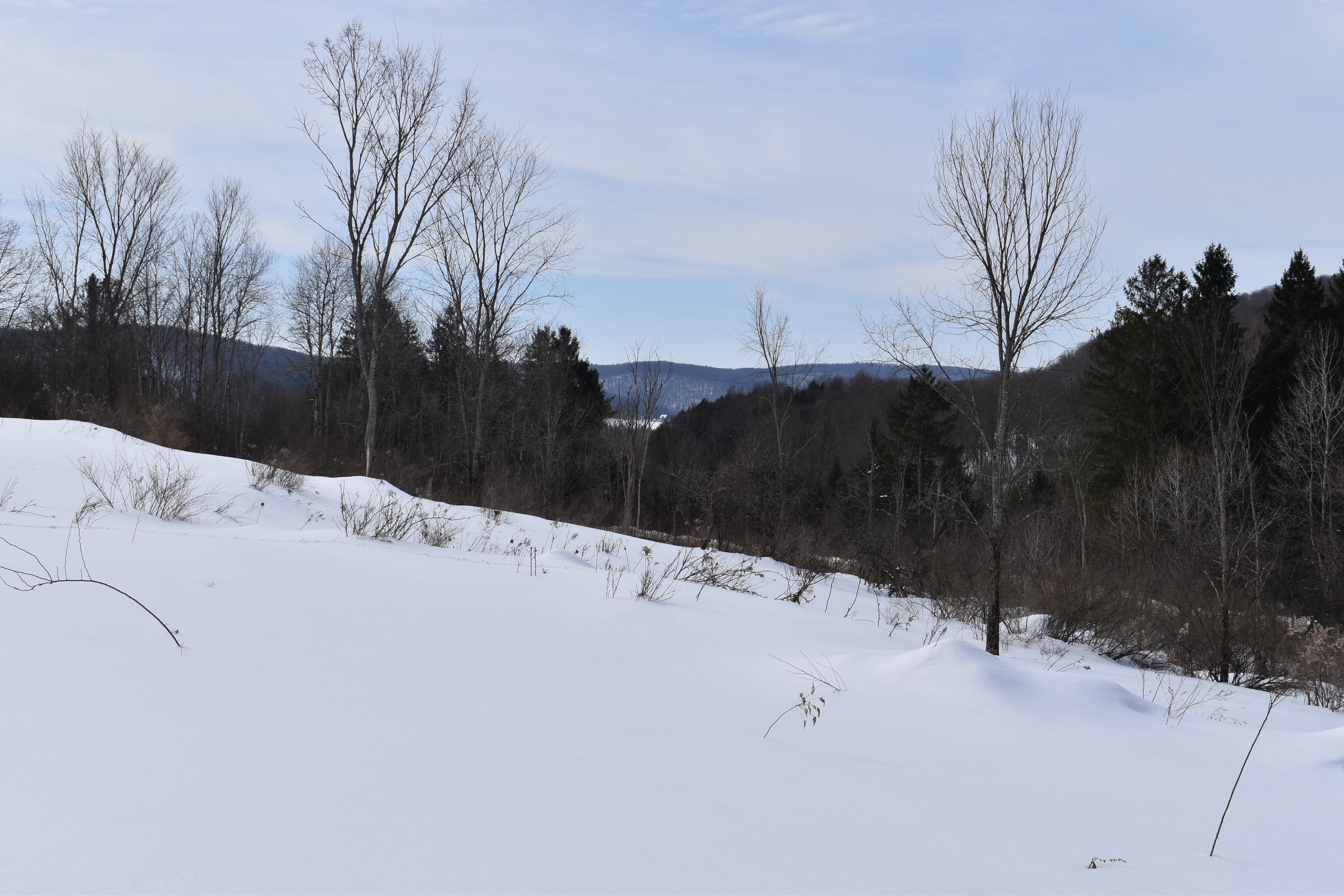 Morgan Hollow