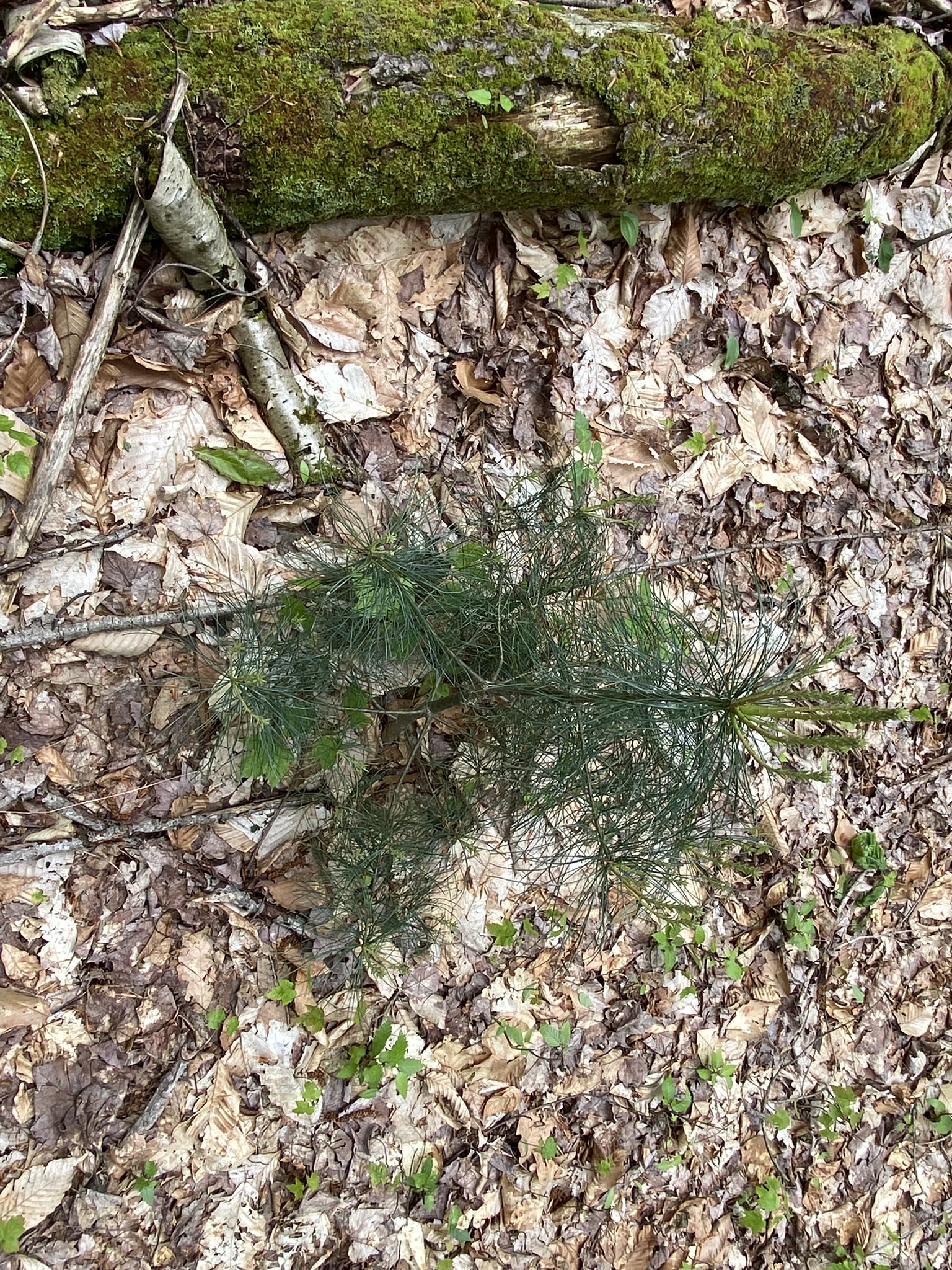 Little Salmon River Country