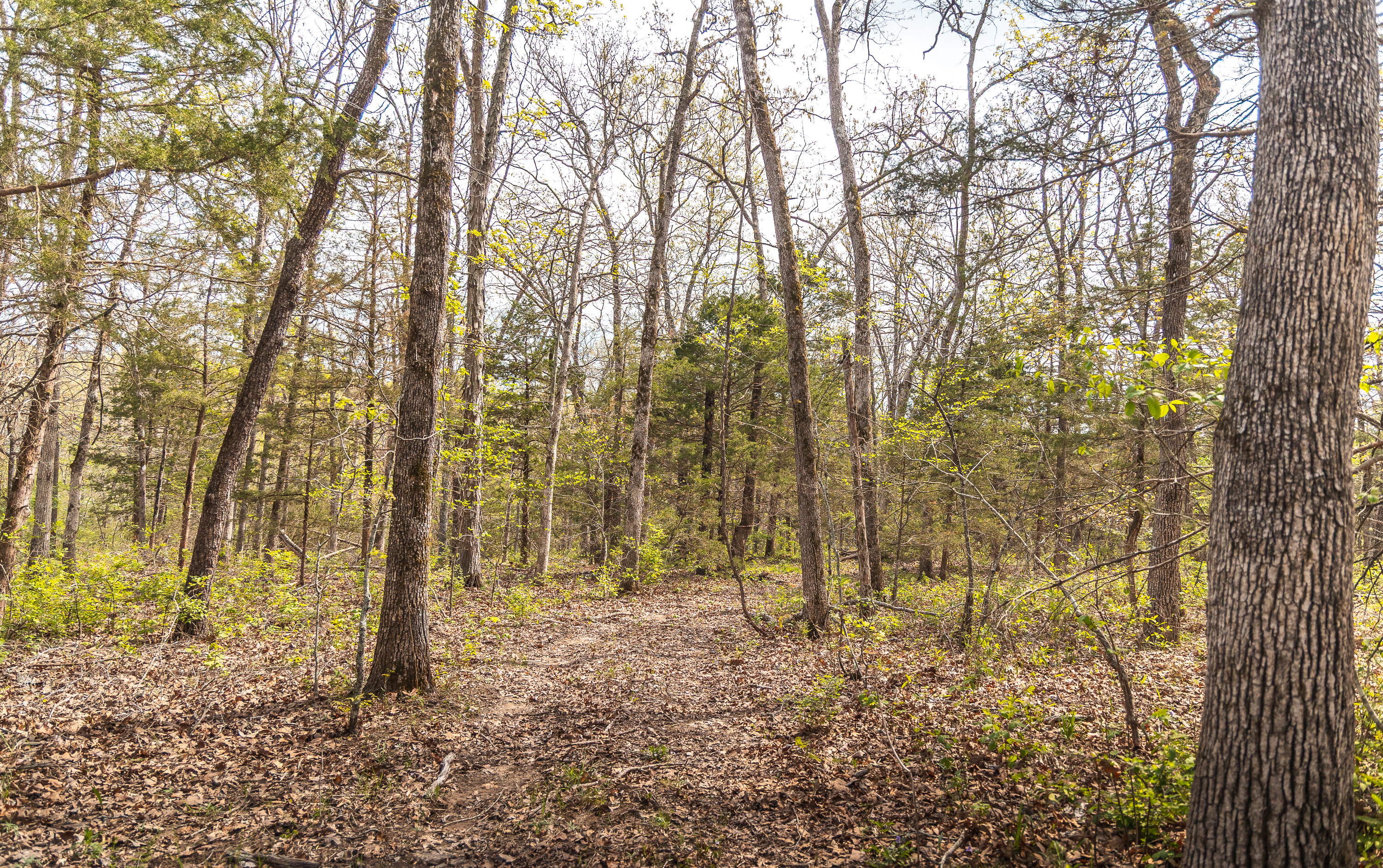 Buck Nest 32