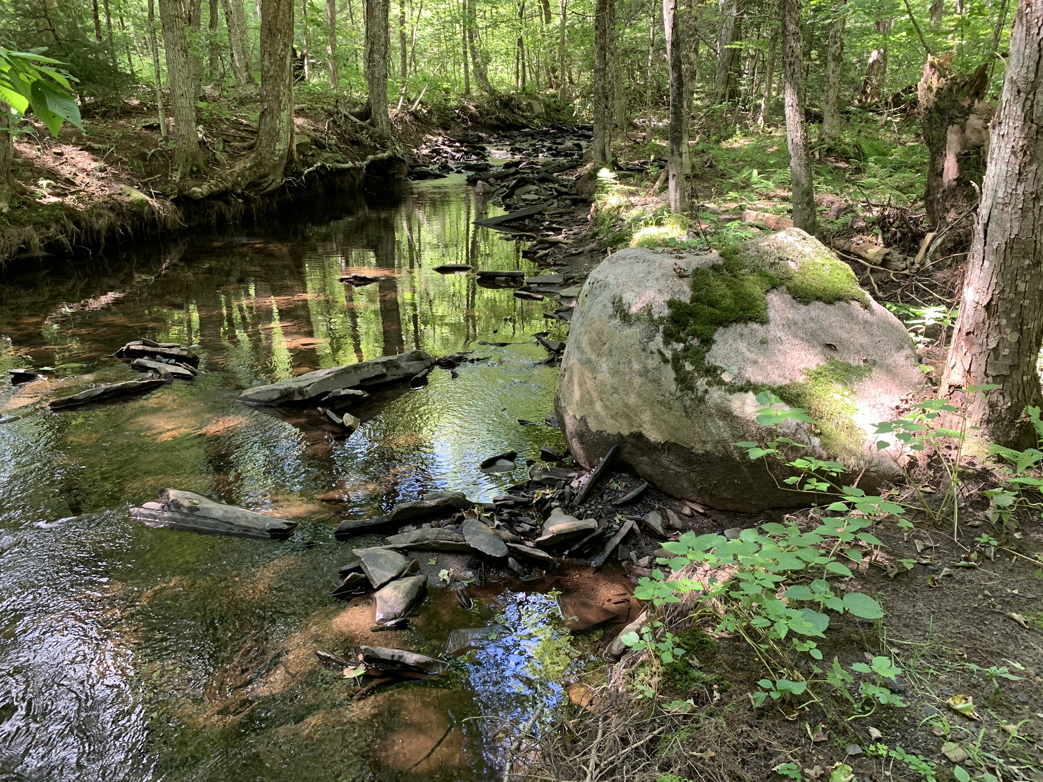 Lyman Brook Forest