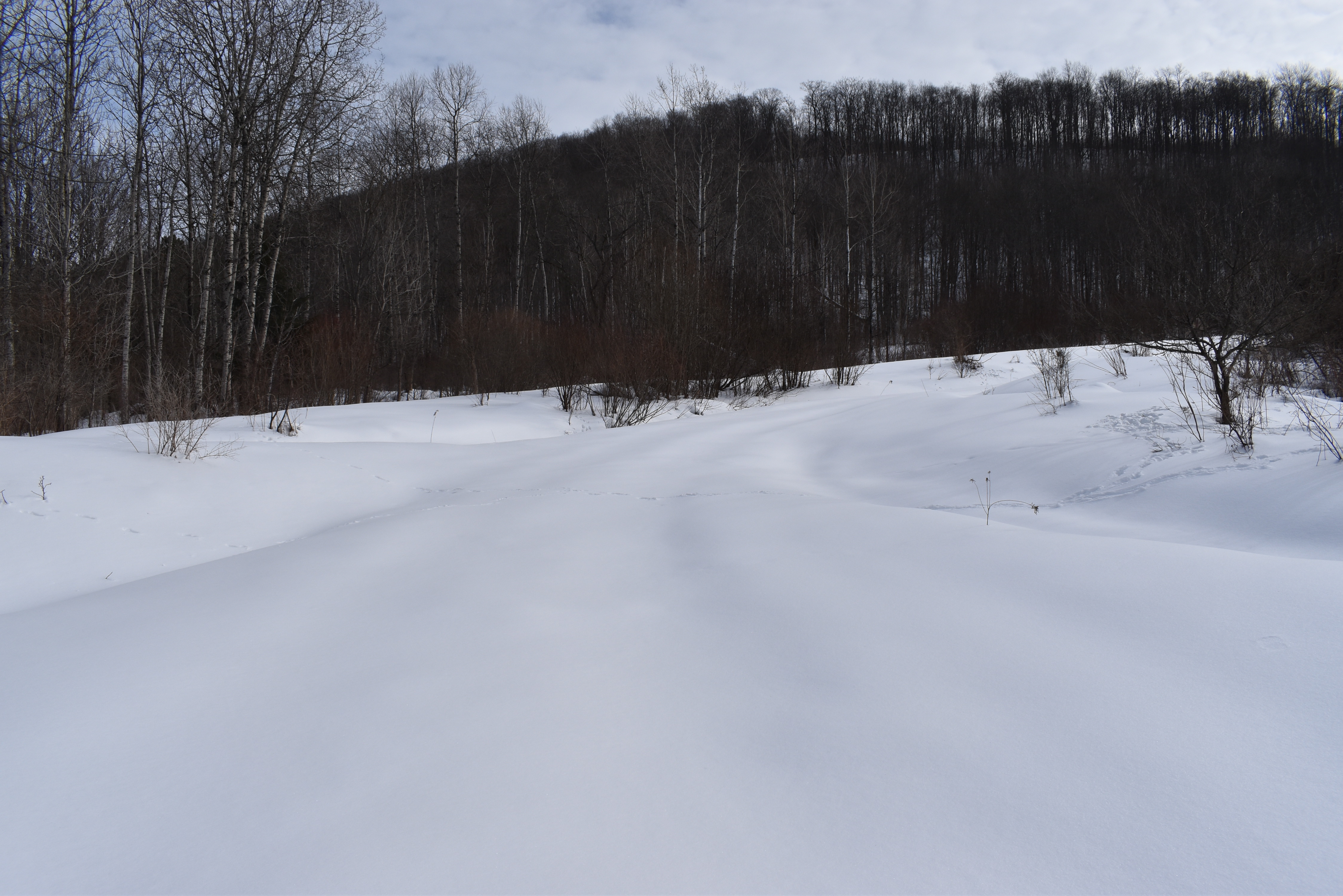 Morgan Hollow