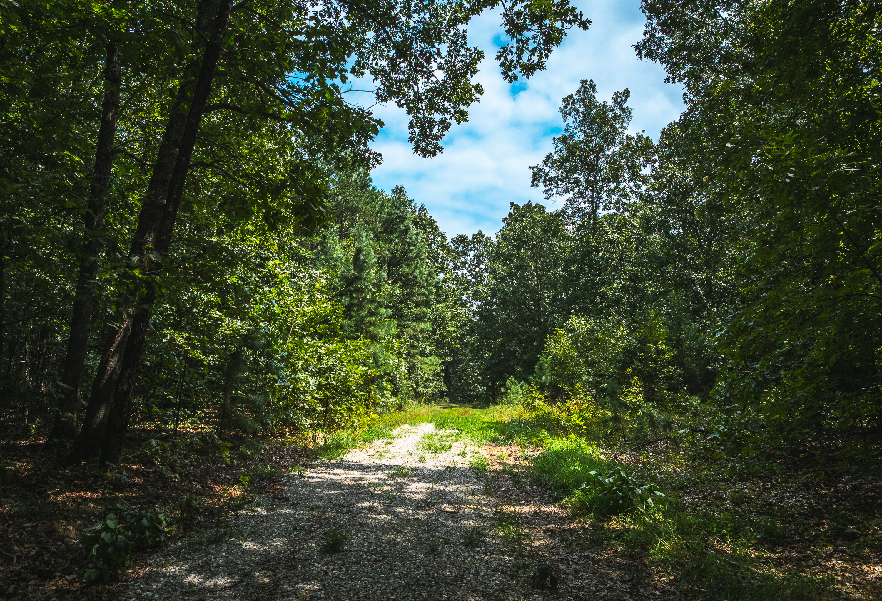 Black Bear Pines