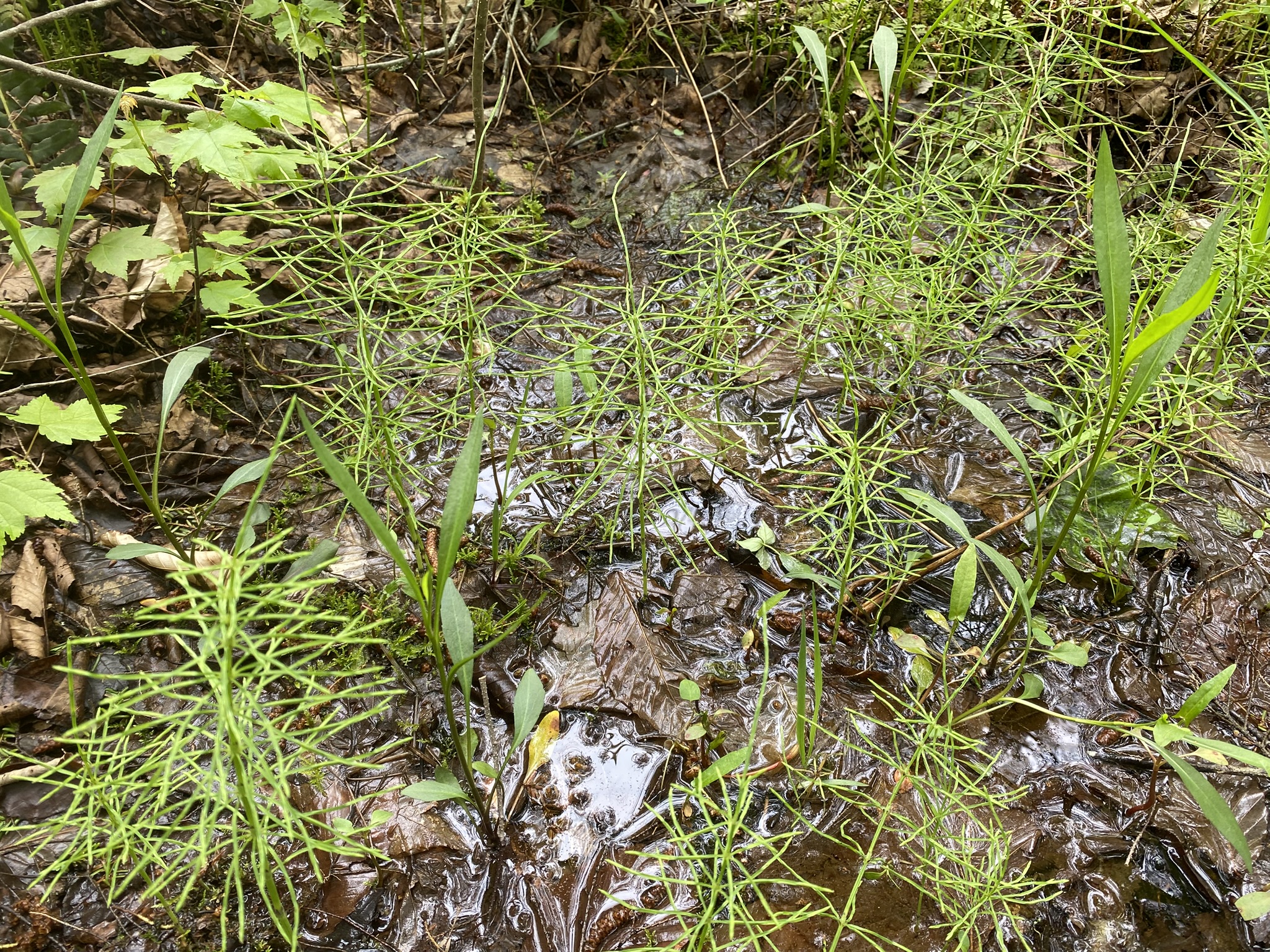 Little Salmon River Country