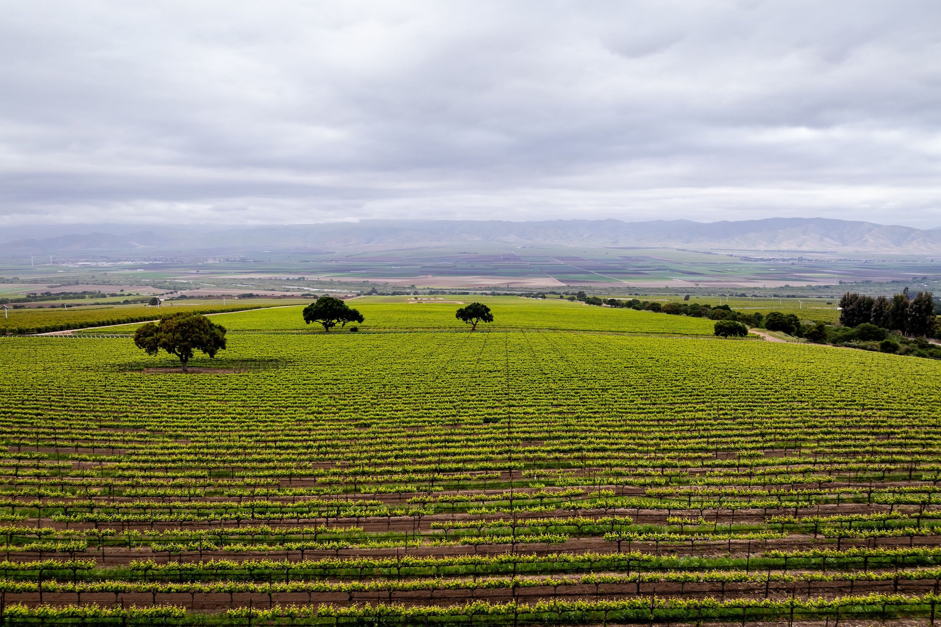 Boekenoogen Santa Lucia Highlands Vineyard