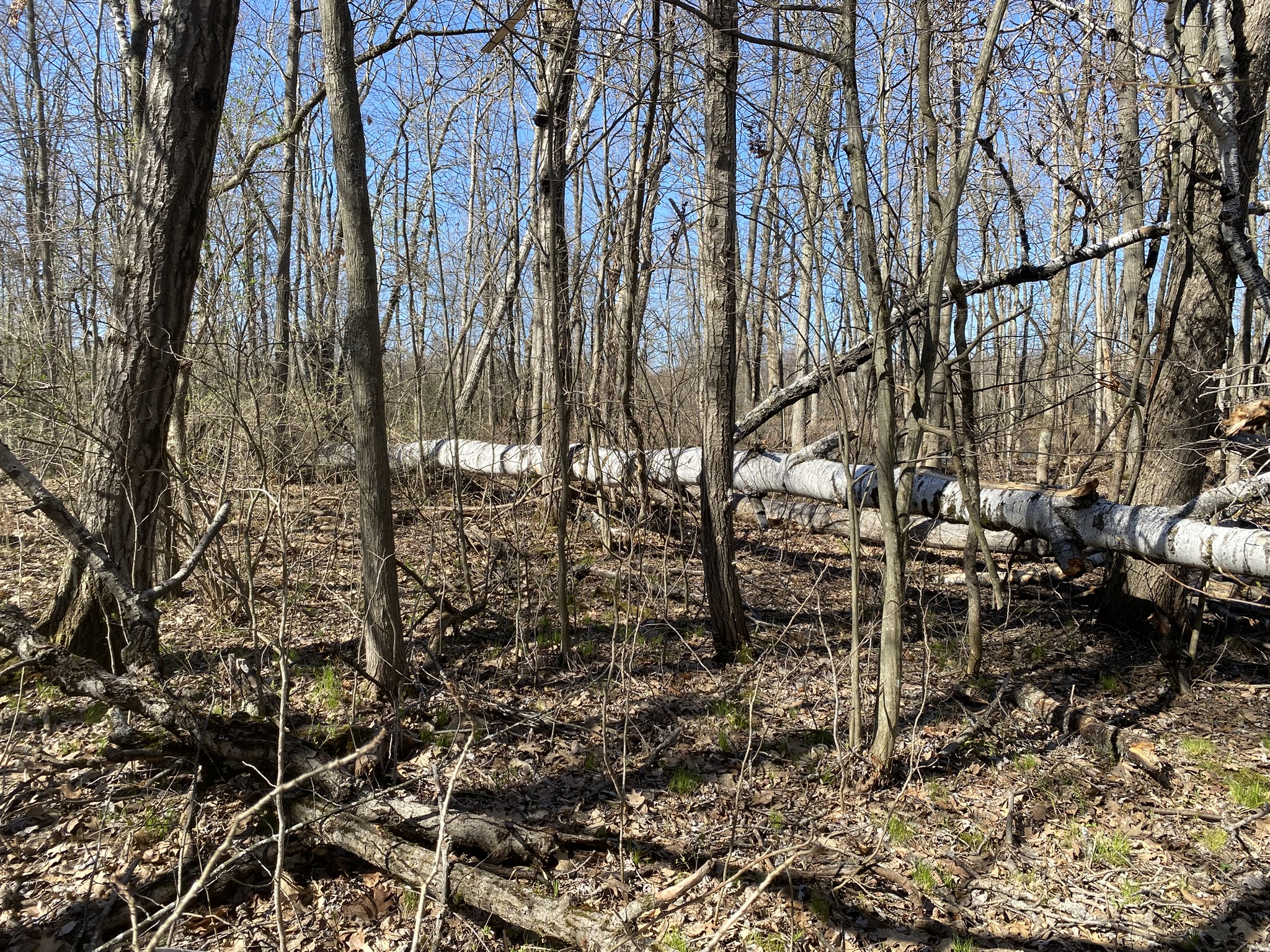 Listing Image 21