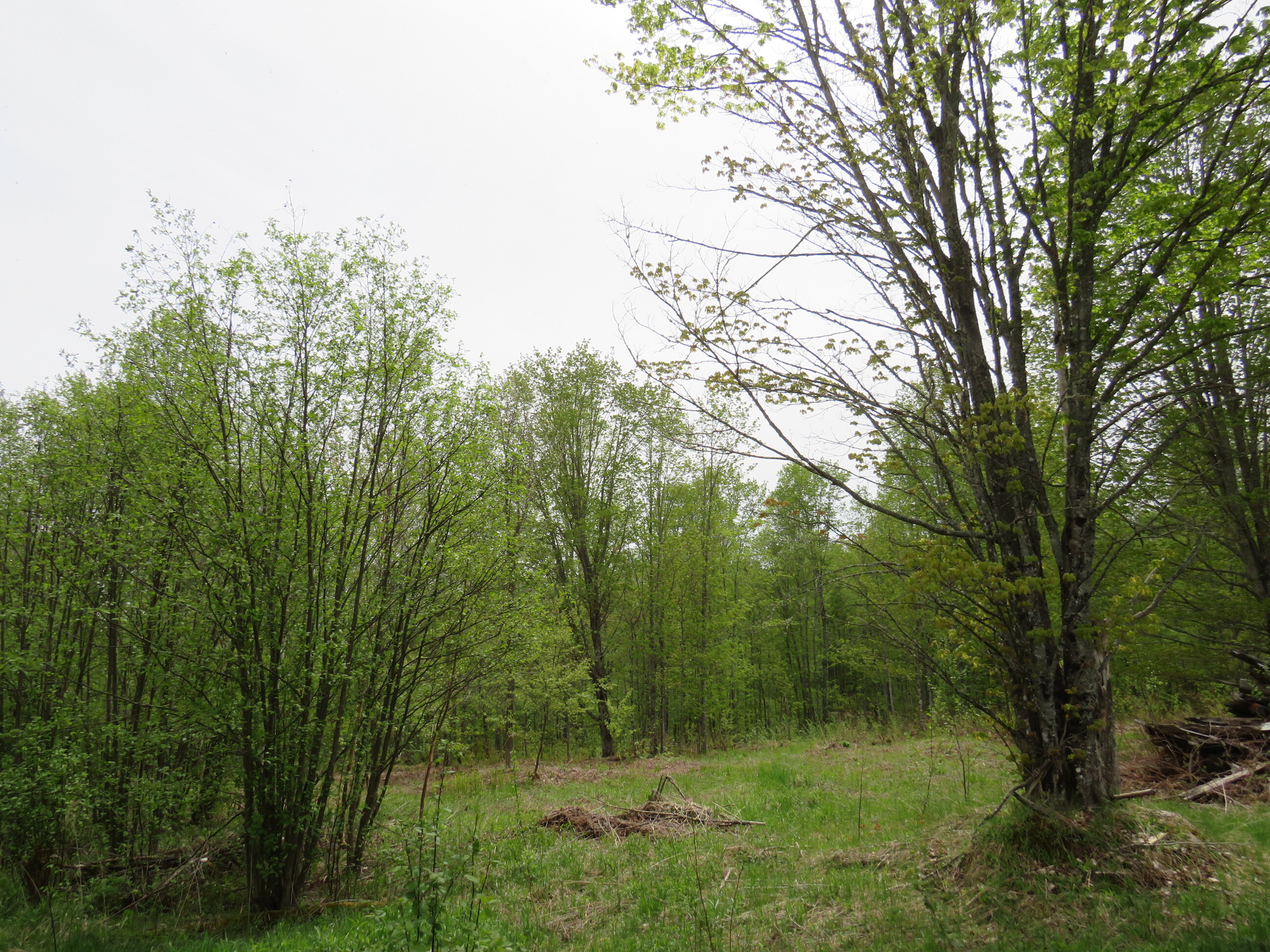 Michigan Recreational Property 50165363