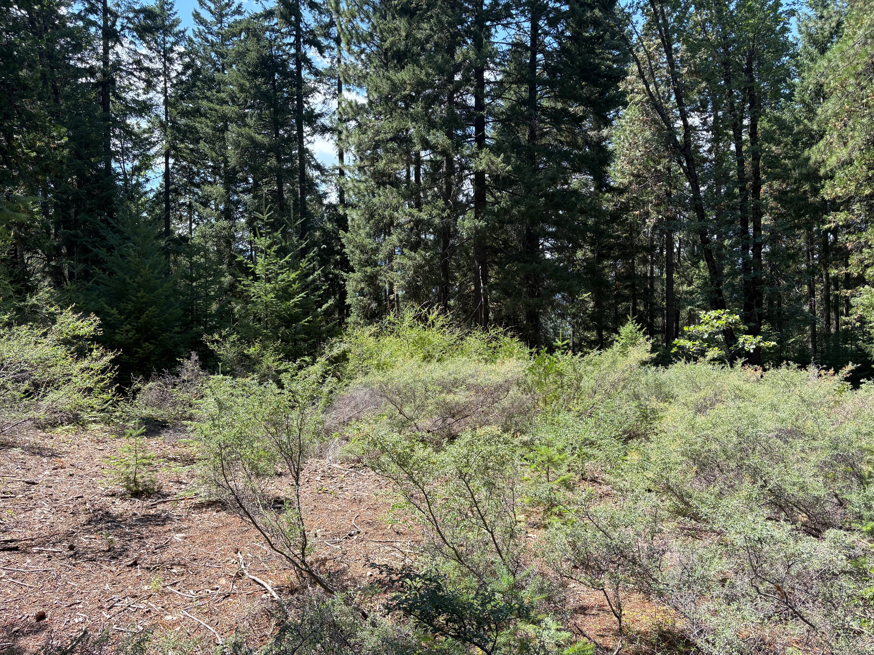 40 Acres Siskiyou 420