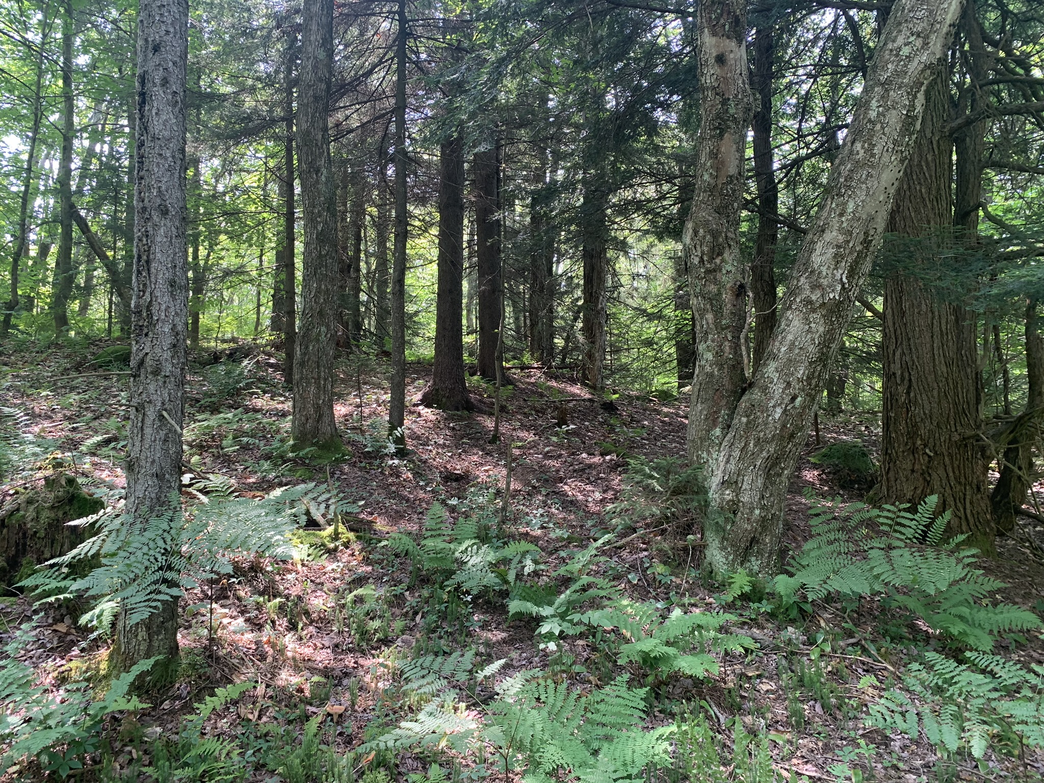 Lyman Brook Forest