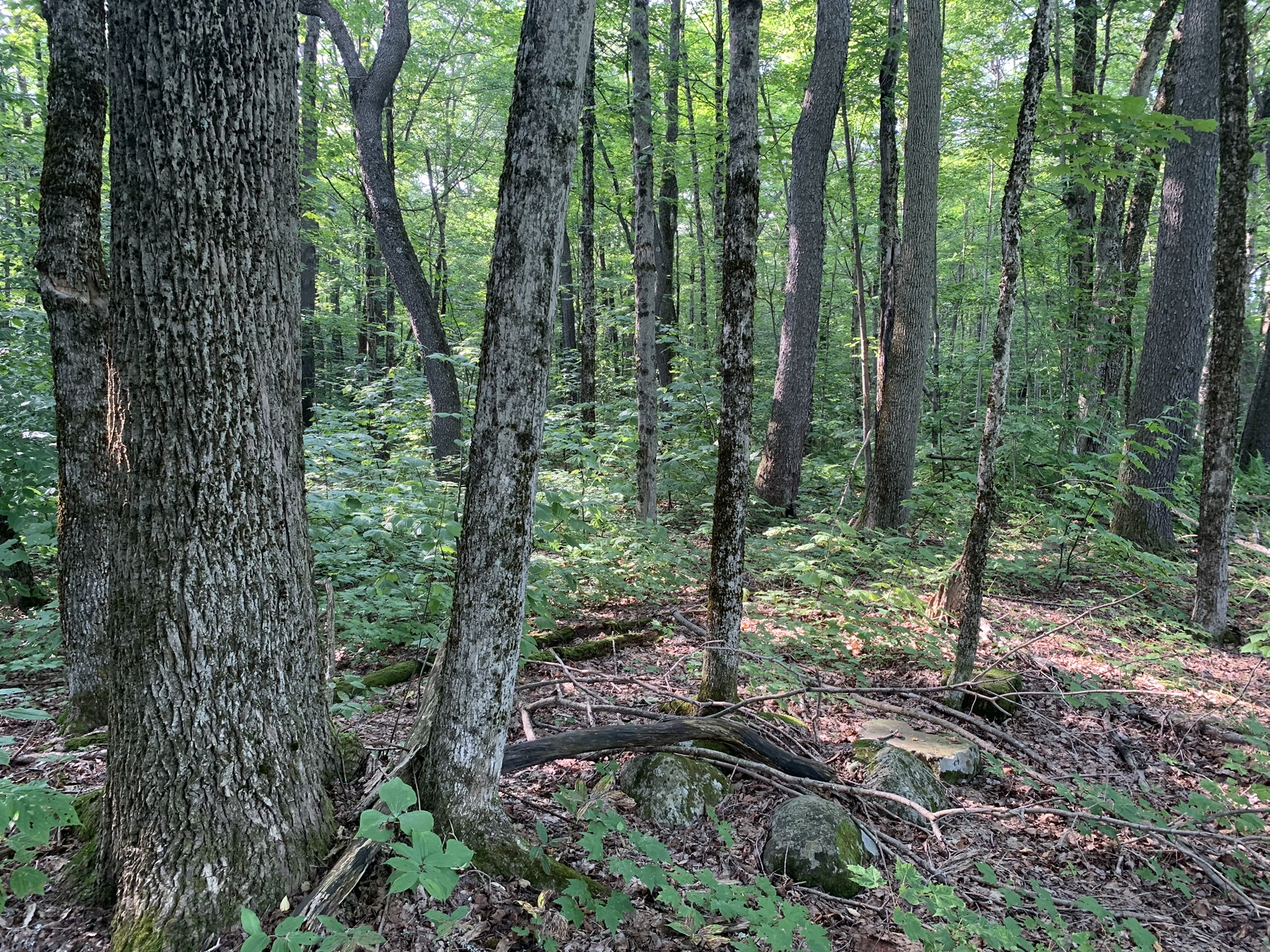 Lyman Brook Forest