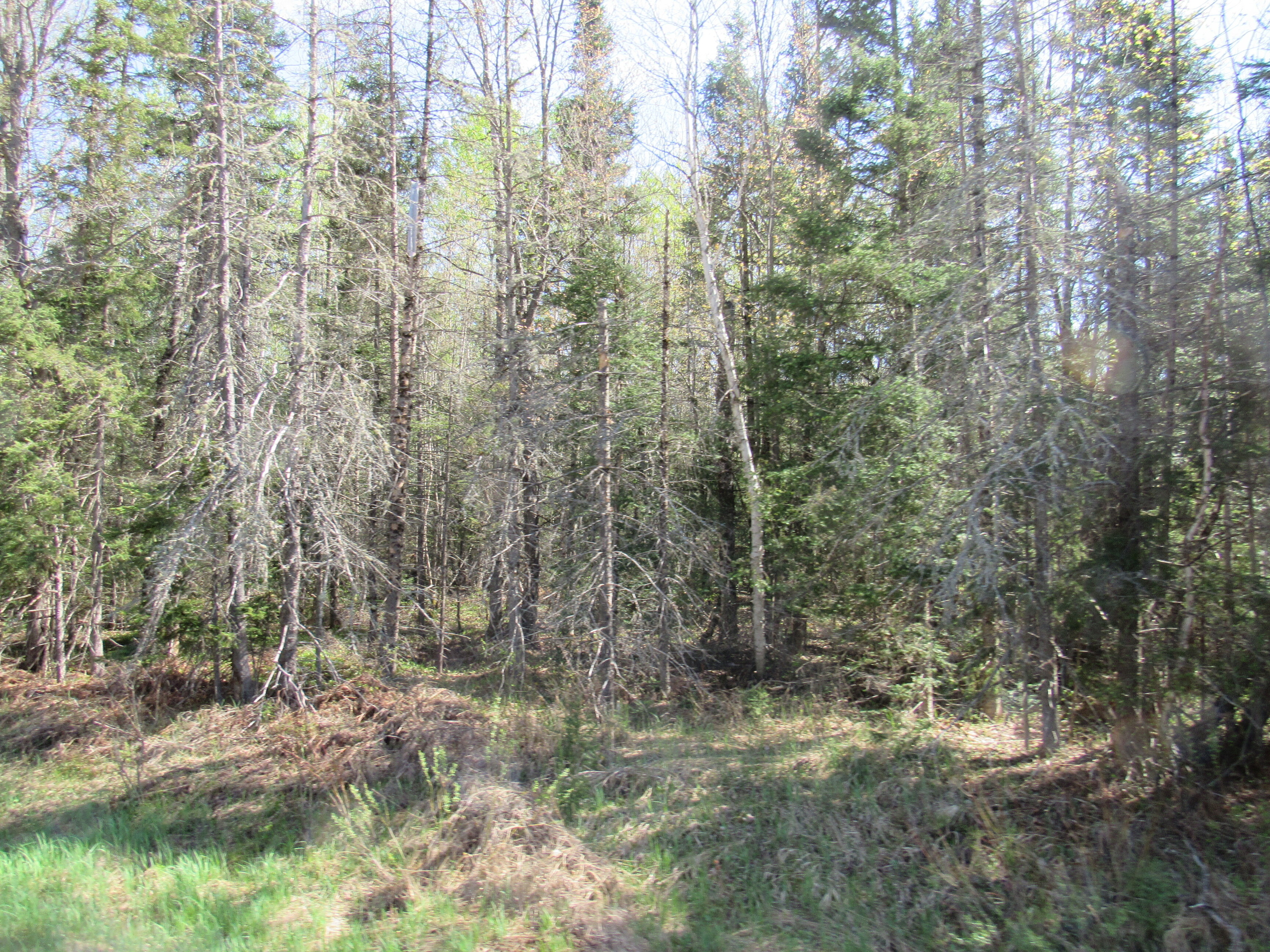 288 +/- Wooded Acreage 50175744