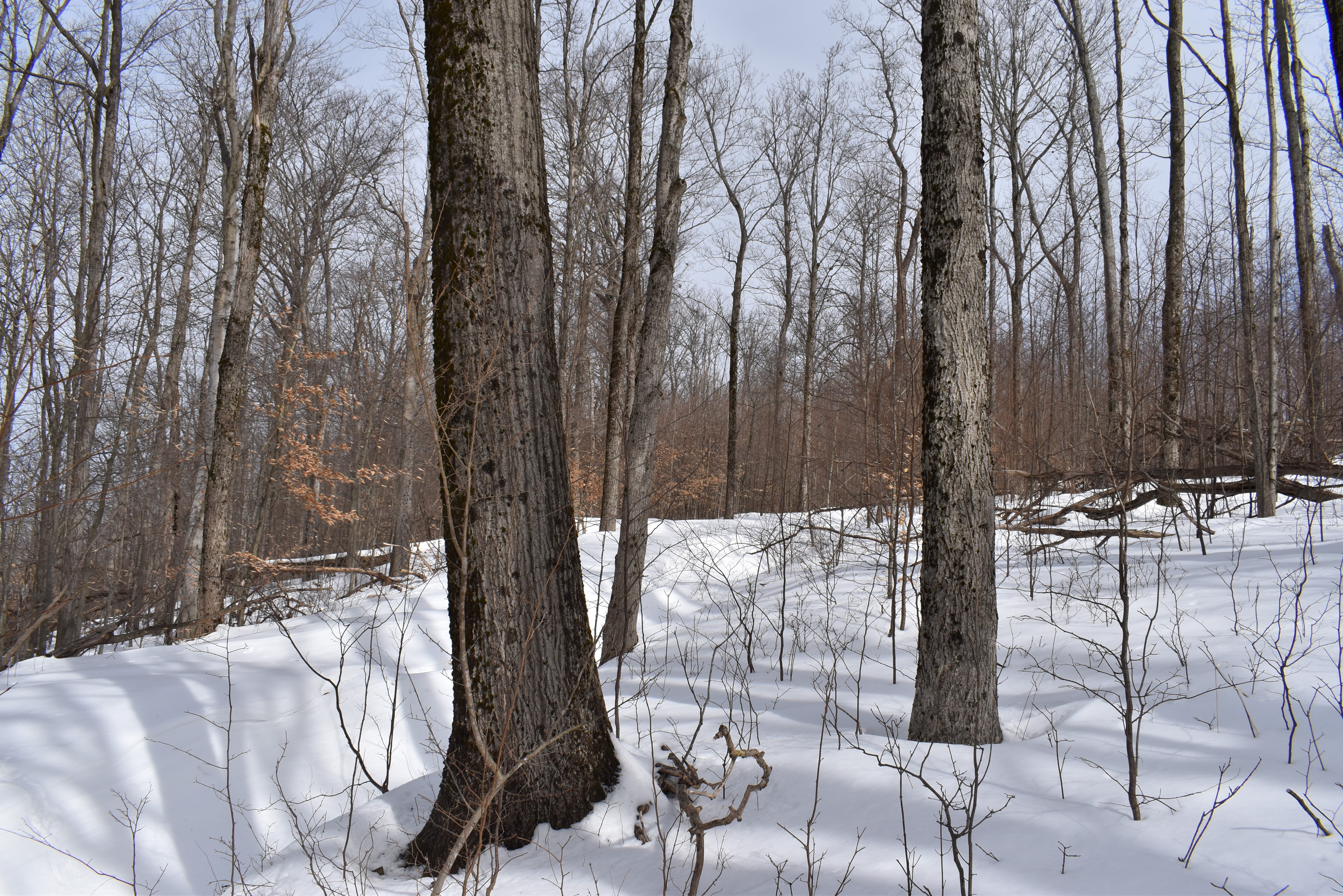 Morgan Hollow