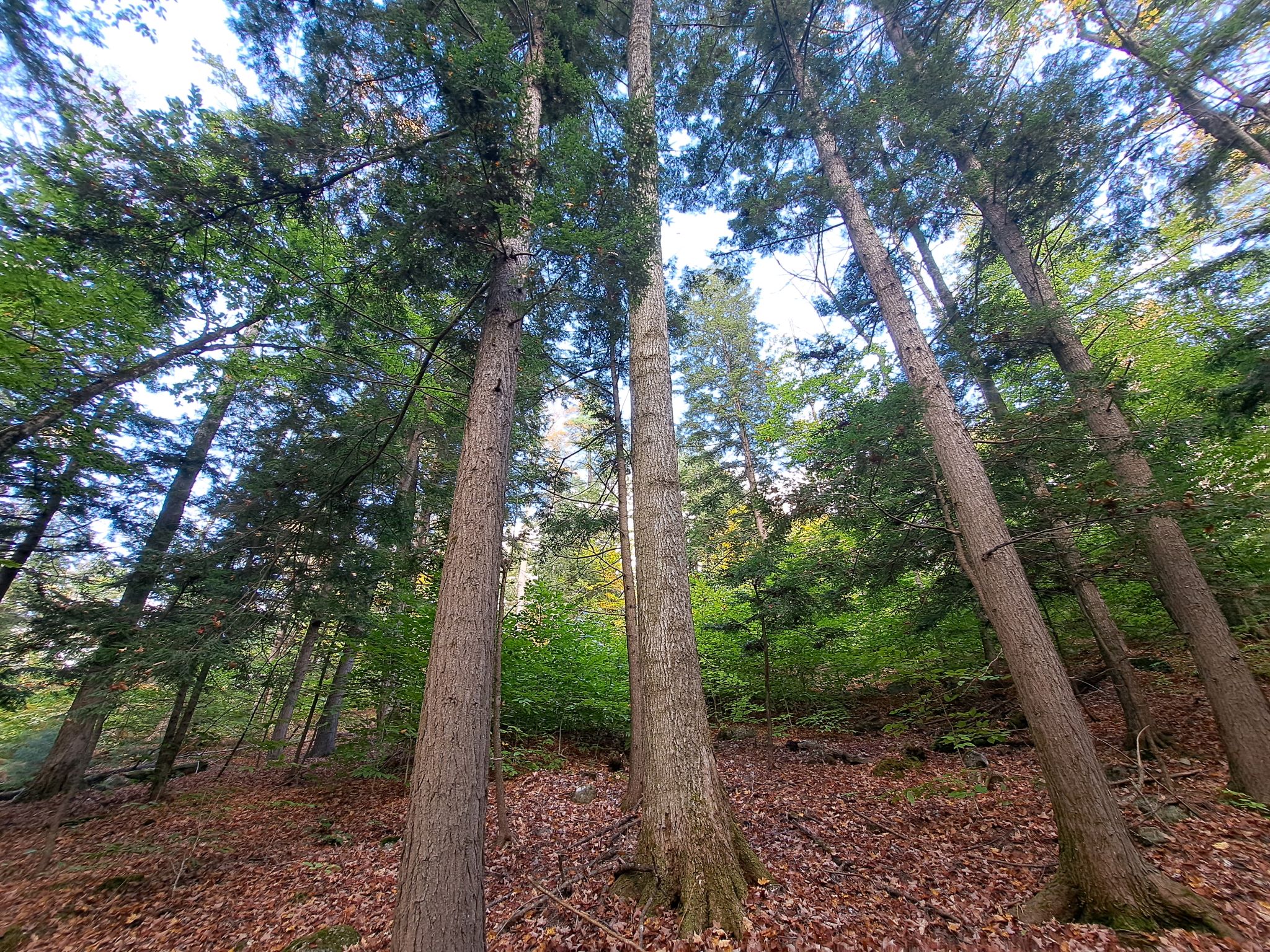 Hudson River Woods & Water