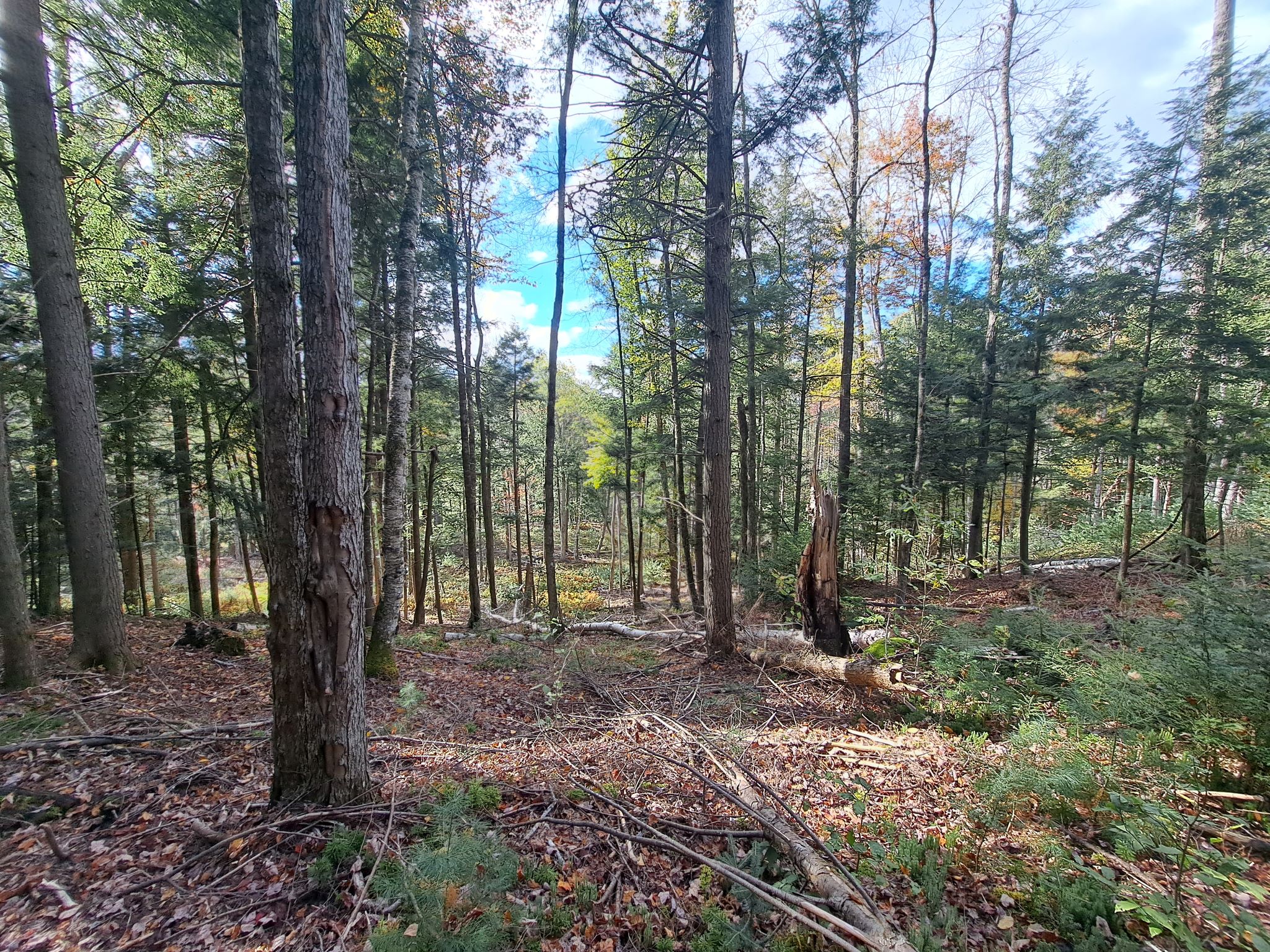 Hudson River Woods & Water