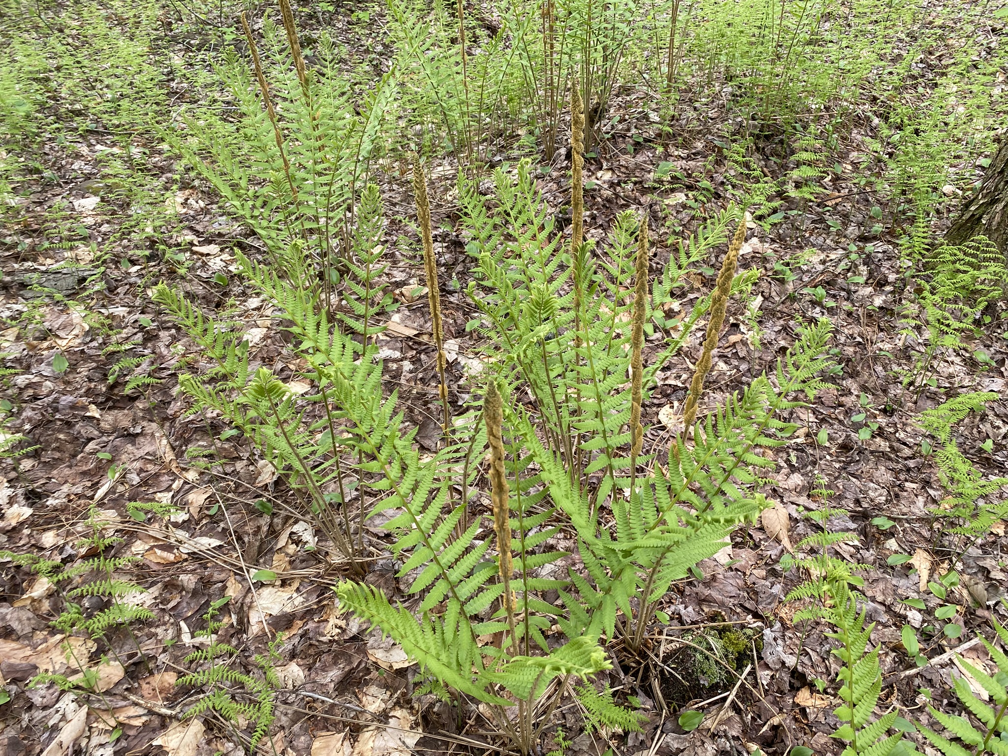 Little Salmon River Country