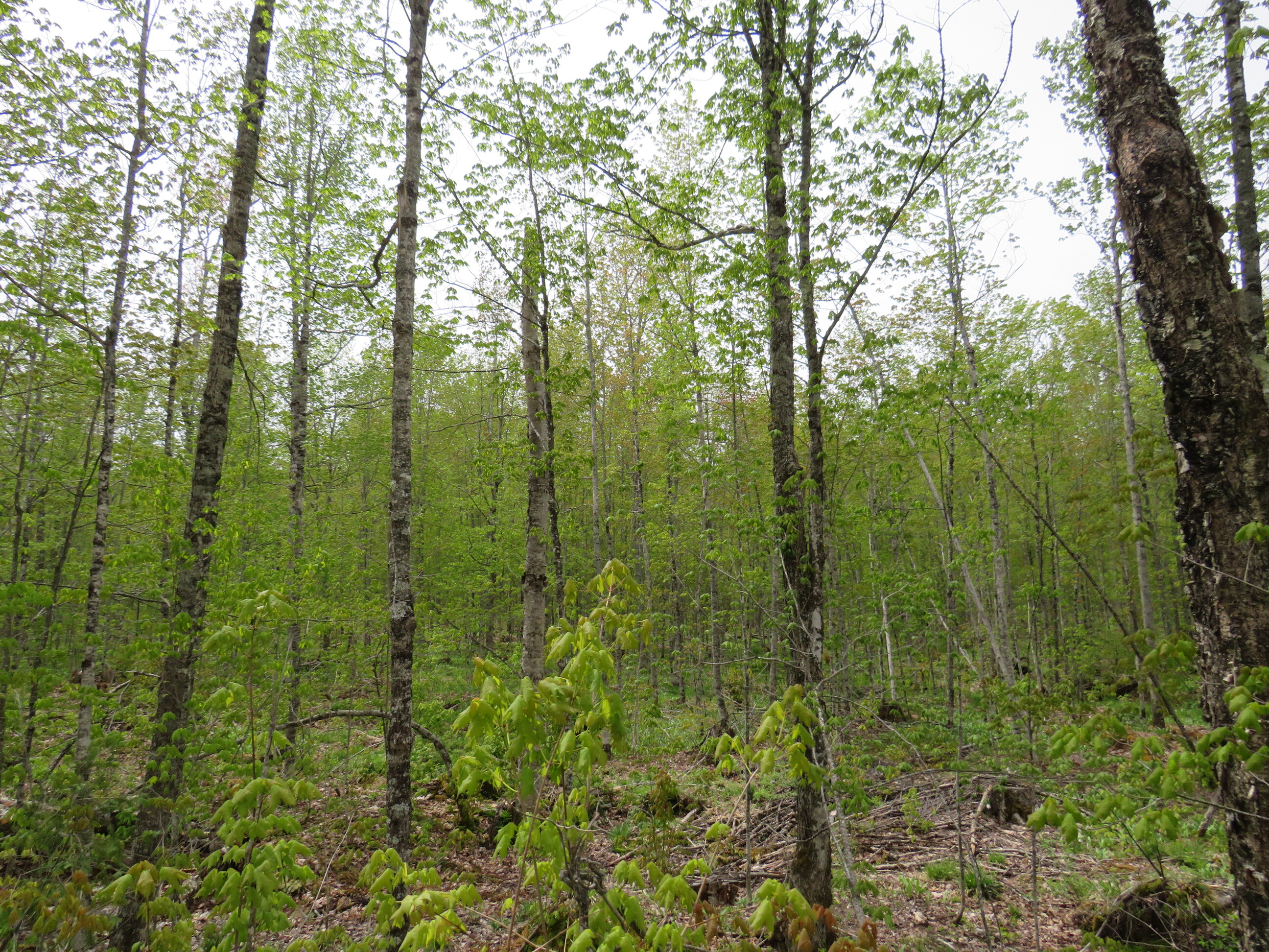 Michigan Recreational Property 50165363