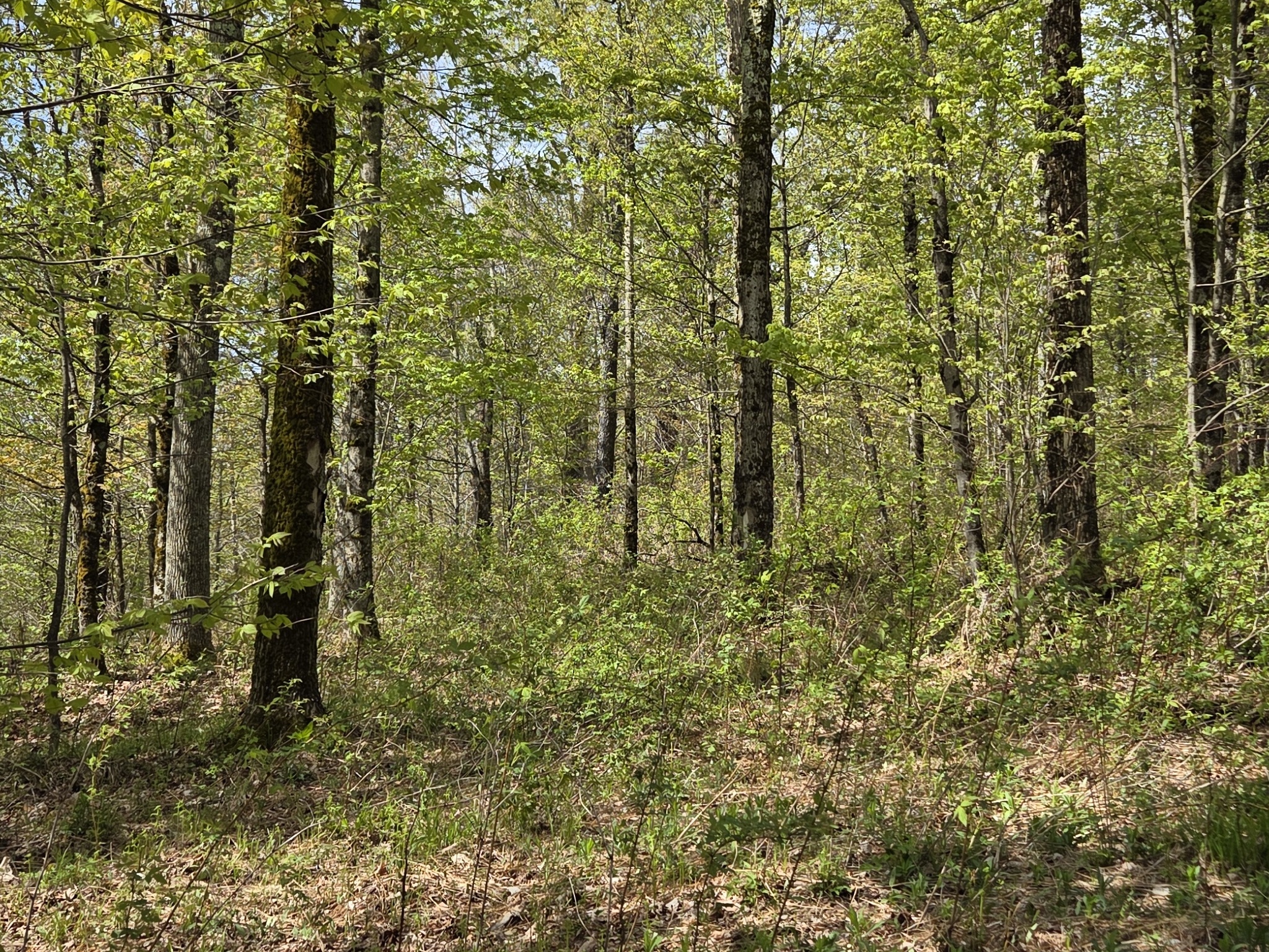 Listing Image 35