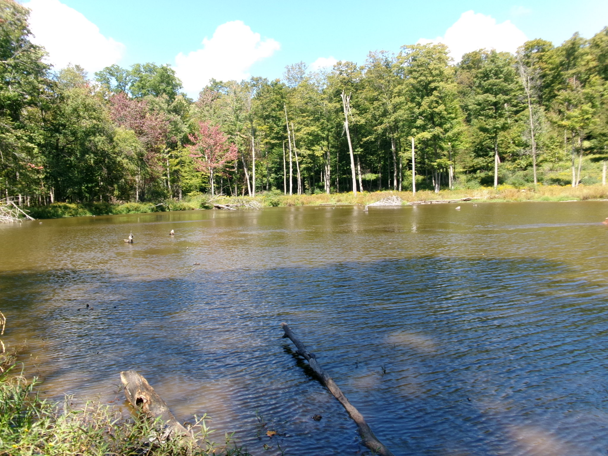 Listing Image 49