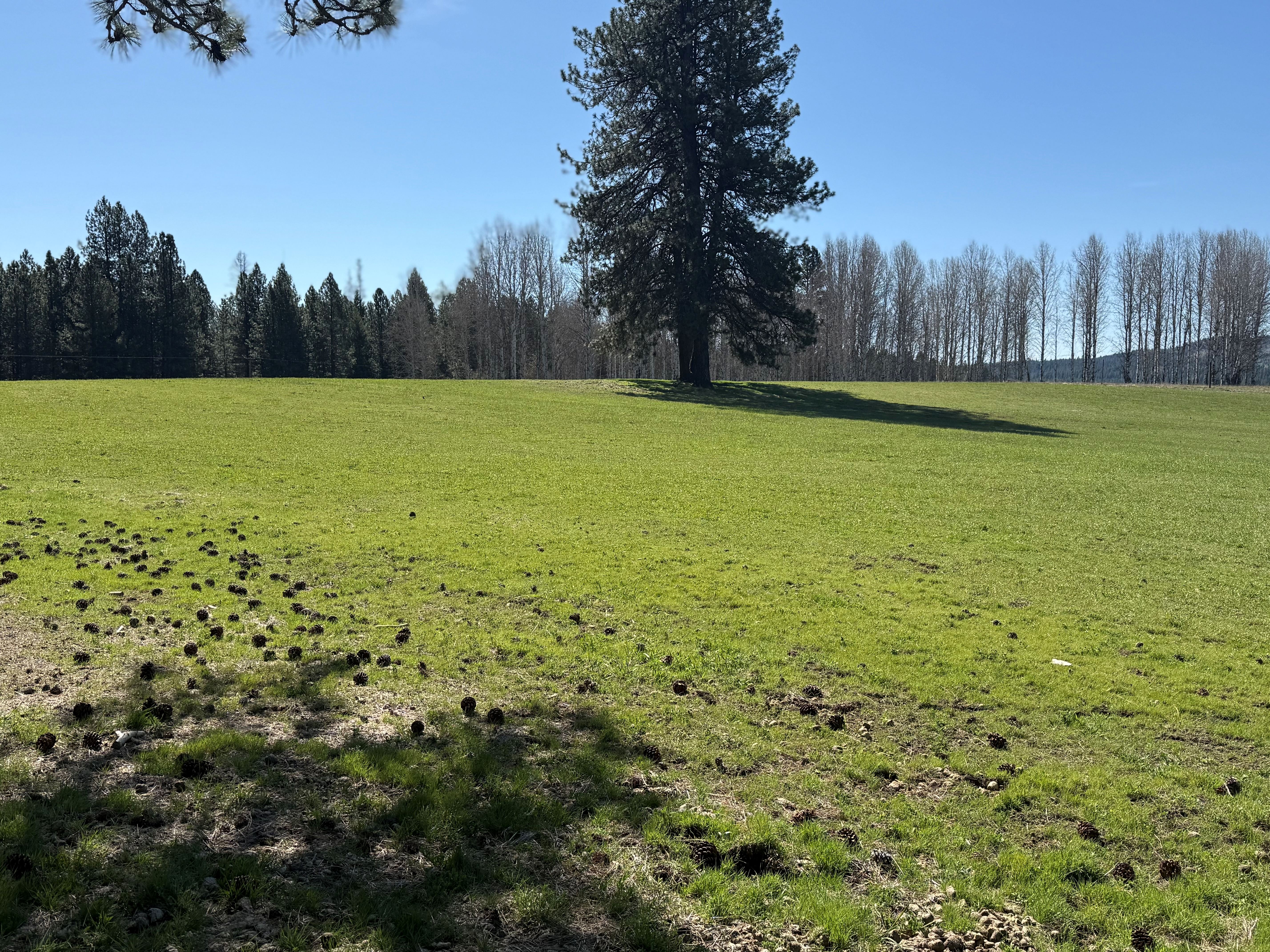 Cattle ranch/Hobby farm