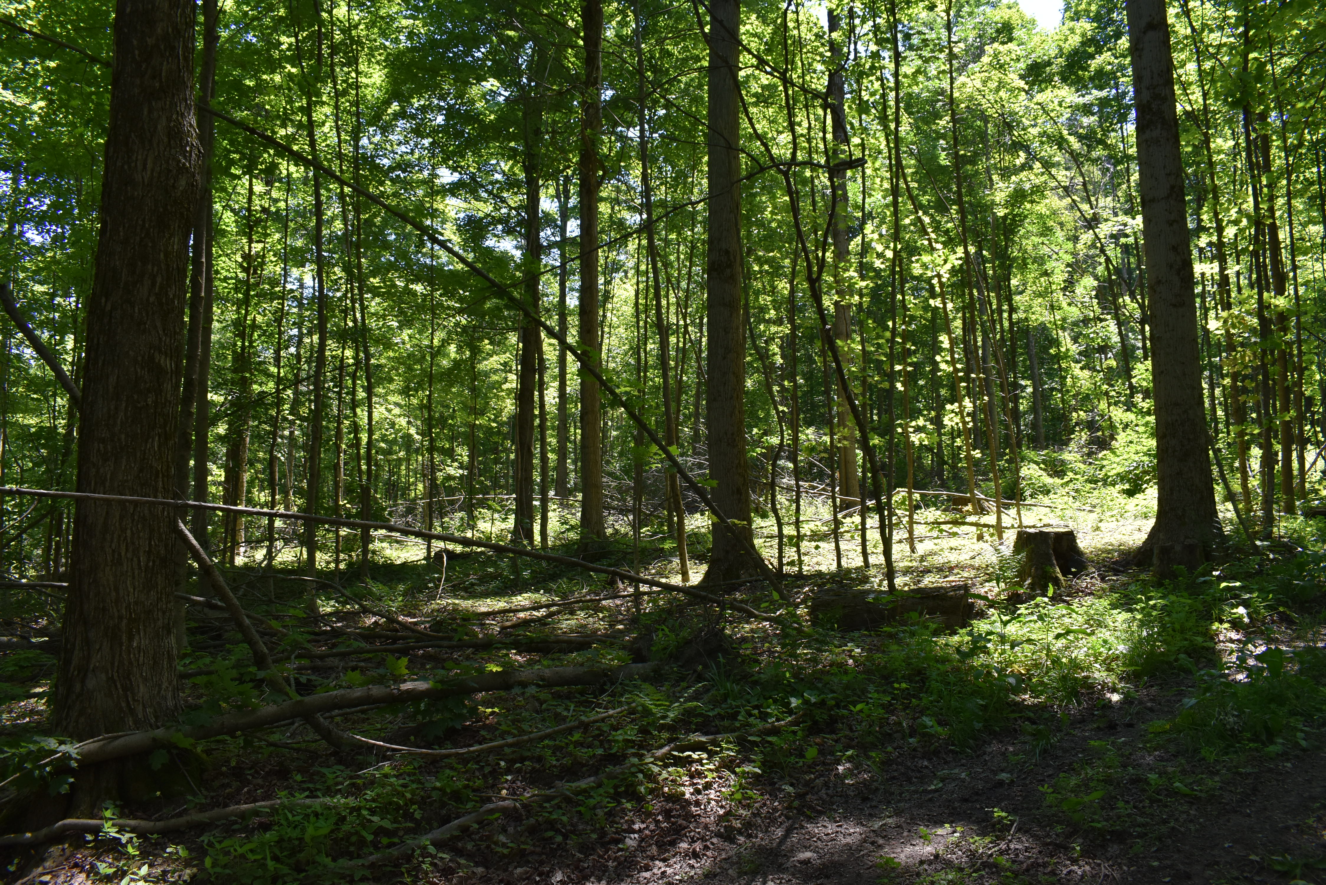 Fabulous Farrington Hollow