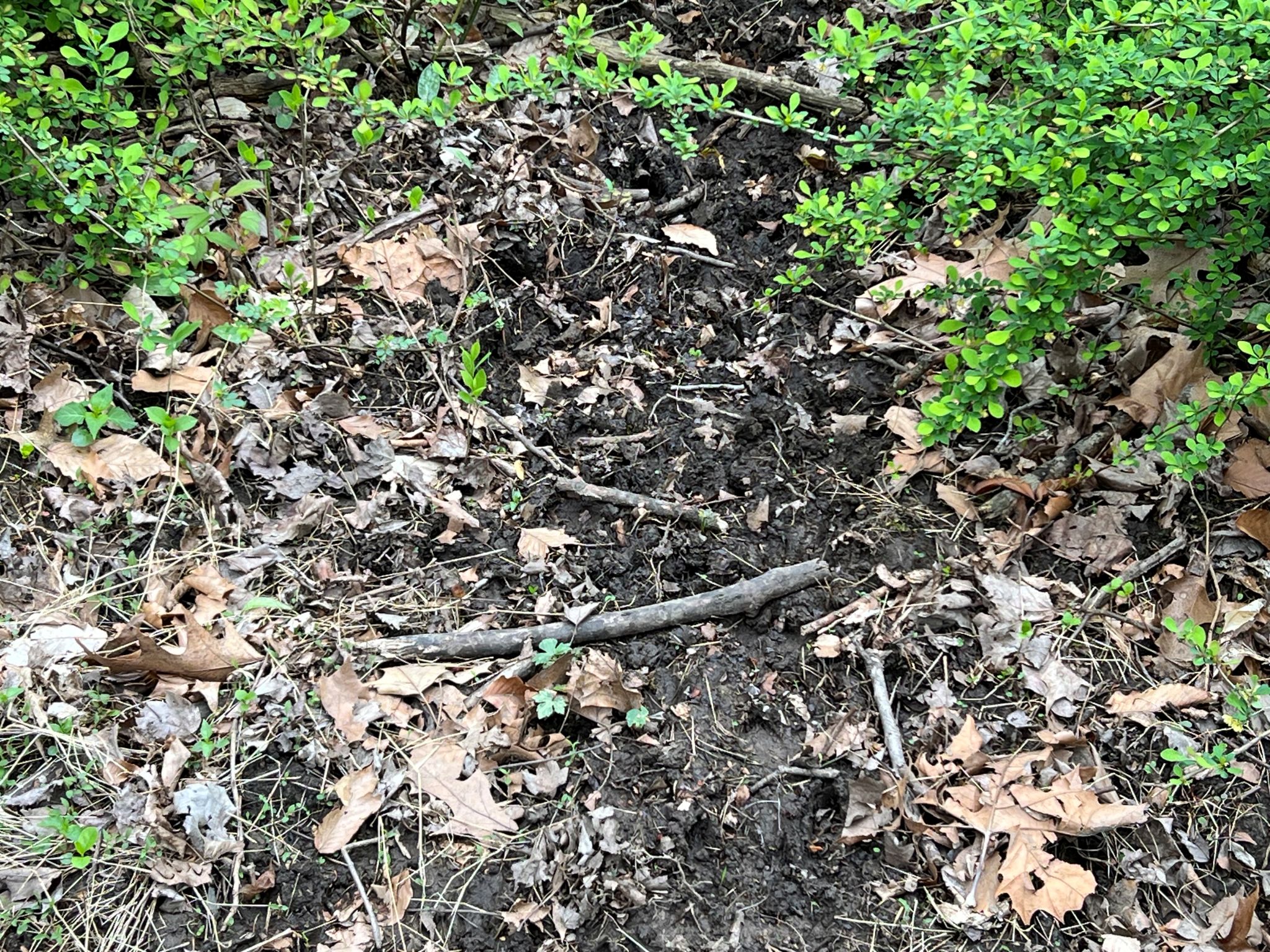 Etown Woodlands
