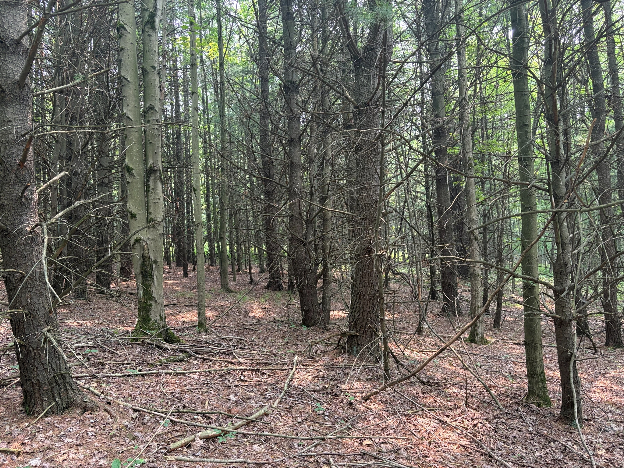 Listing Image 49