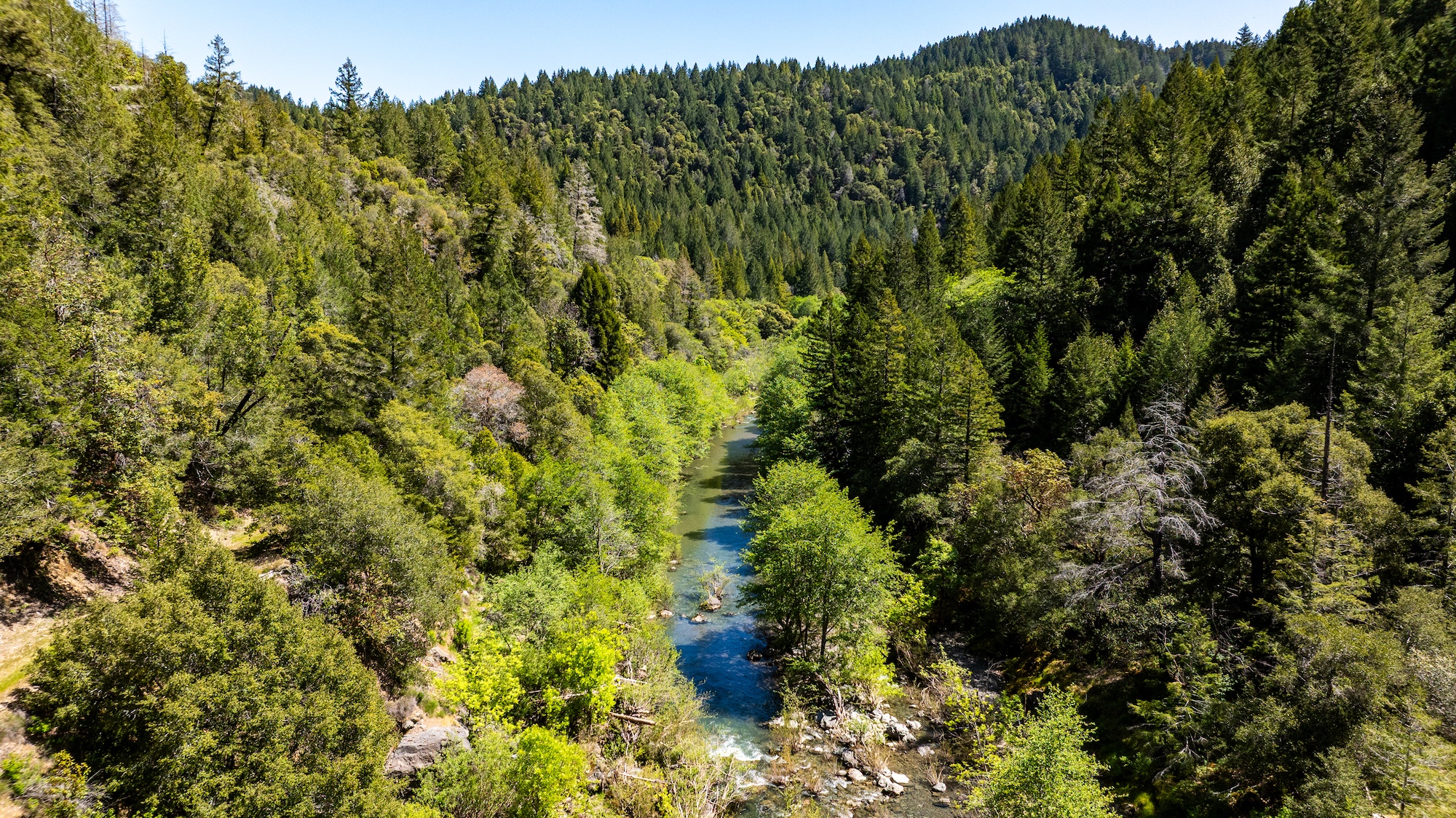 Redwood 1